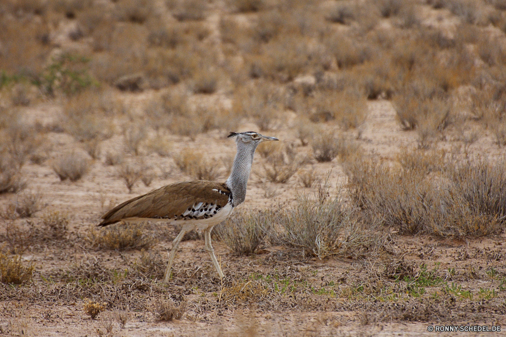 Kgalagadi Transfrontier National Park Trappen Schreitvogel aquatische Vogel Vogel Wildtiere Wild Schnabel Feder Vögel Federn Tiere Flügel Auge Park Safari Tier Säugetier Kopf Tierwelt Gras Zoo Erhaltung Strauß nationalen Hirsch Flügel Rechnung Vogelgrippe fliegen Wasser Baum Antilope im freien Wildnis natürliche Porträt Umgebung Spiel Hals Meer Süden im freien Schließen Wald schwarz Profil anzeigen: Essen fliegen Reisen bustard wading bird aquatic bird bird wildlife wild beak feather birds feathers animals wings eye park safari animal mammal head fauna grass zoo conservation ostrich national deer wing bill avian fly water tree antelope outdoors wilderness natural portrait environment game neck sea south outdoor close forest black profile eating flying travel