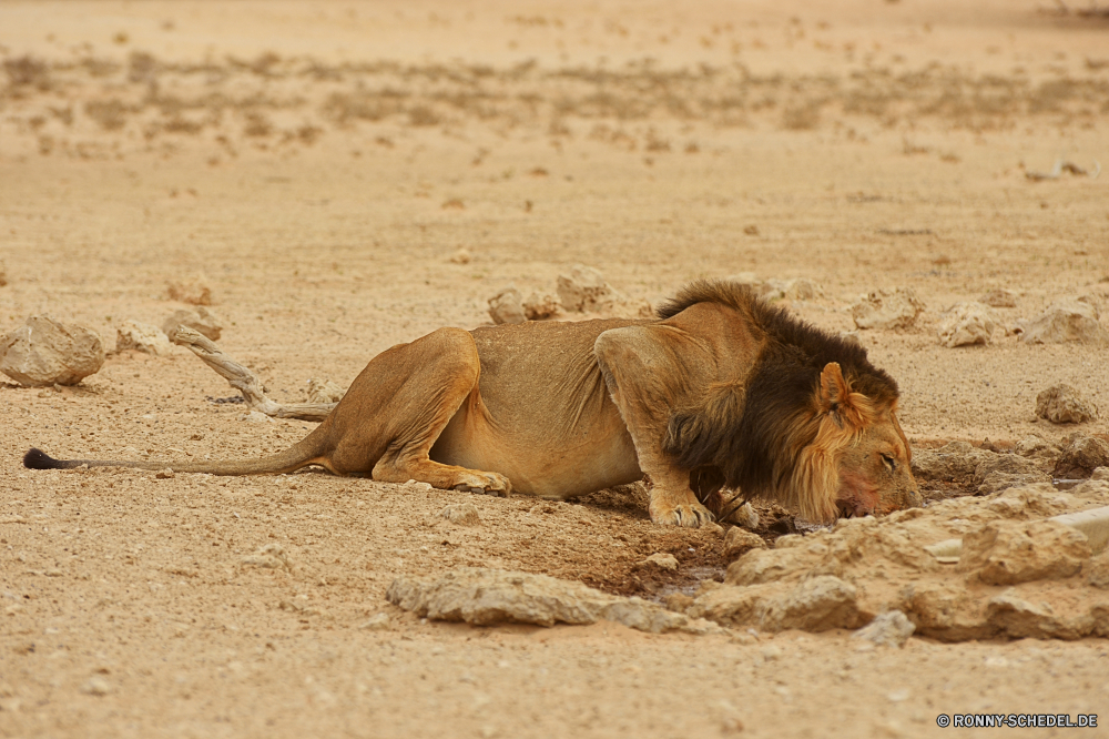 Kgalagadi Transfrontier National Park Sand Löwe Boden Warzenschwein Säugetier Kamel Katzenartige Wildtiere Safari Schweinepest Erde Großkatze Wild Huftier Wüste Park Süden Reisen Tiere Wildnis im freien Landschaft Fleischfresser reservieren Raubtier natürliche Katze nationalen im freien trocken Spiel ruhelosigkeit Elefant Tourismus Männchen gefährliche Erhaltung Sommer Kopf Mähne gefährdet Wasser Augen Pelz Strand Dromedar Löwen Düne südlichen Zoo Himmel Abenteuer Osten Urlaub Elefanten Sonne Jäger Säugetiere Gras Fels Meer Rest Horizont Familie Schließen Löwin Urlaub Lebensraum Arid sandigen fünf Ohren Umgebung gelb exotische niedlich Haare Gesicht sand lion soil warthog mammal camel feline wildlife safari swine earth big cat wild ungulate desert park south travel animals wilderness outdoors landscape carnivore reserve predator natural cat national outdoor dry game resting elephant tourism male dangerous conservation summer head mane endangered water eyes fur beach dromedary lions dune southern zoo sky adventure east vacation elephants sun hunter mammals grass rock sea rest horizon family close lioness holiday habitat arid sandy five ears environment yellow exotic cute hair face