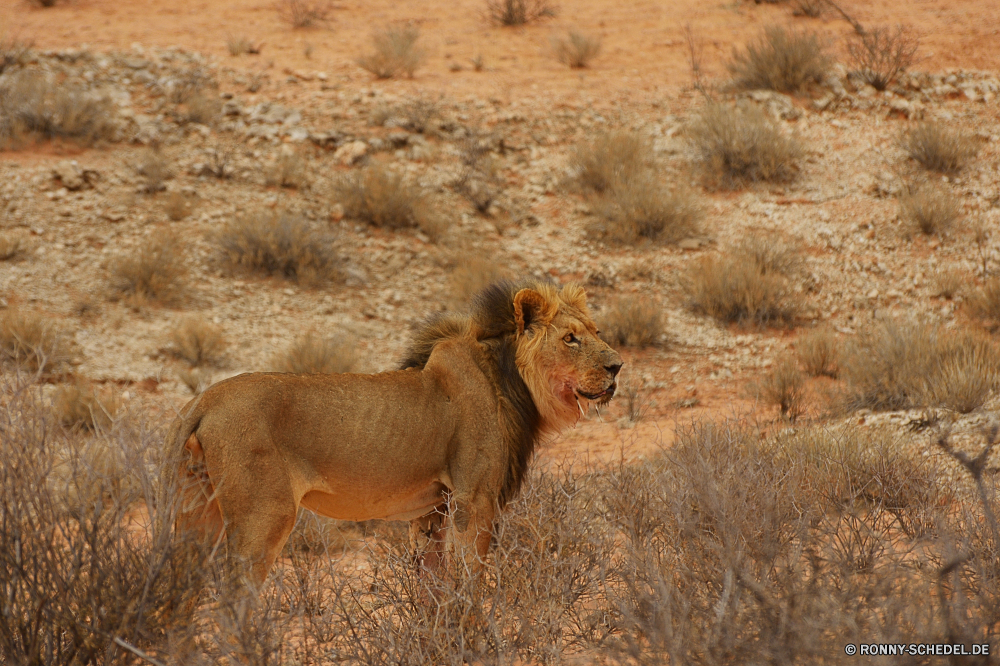 Kgalagadi Transfrontier National Park Löwe Katzenartige Großkatze Wildtiere Safari Katze Wild Warzenschwein Fleischfresser Raubtier Säugetier Süden Schweinepest Wildnis Jäger Pelz Löwin reservieren Lebensraum Mähne natürliche Augen Park gefährliche Bestie Männchen Gras Huftier ruhelosigkeit Umgebung Spiel gelb Haare stielaugen leistungsstarke Löwen Schließen König Gesicht südlichen exotische wachsamen Savanne Tiere gefährdet Jagd Porträt im freien fünf Gefahr Kopf wilden Zoologie Rest Widder Big5 Intensive Dschungel Zoo Tierwelt Panther Jungtier Reisen Schaf räuberische Sands Kalb Verhalten Mantel Abenteuer Erhaltung Landschaft Gebrüll Jagd Weide niedlich Mund Feld nationalen unberührte Regal Katzen stolz Säugetiere Zähne Ökologie Landschaft Wiese Sommer Frühling Land lion feline big cat wildlife safari cat wild warthog carnivore predator mammal south swine wilderness hunter fur lioness reserve habitat mane natural eyes park dangerous beast male grass ungulate resting environment game yellow hair stare powerful lions close king face southern exotic watchful savanna animals endangered hunt portrait outdoor five danger head ferocious zoology rest ram big5 intense jungle zoo fauna panther cub travel sheep predatory sands calf behavior coat adventure conservation landscape roar hunting pasture cute mouth field national unspoiled regal cats pride mammals teeth ecology countryside meadow summer spring country