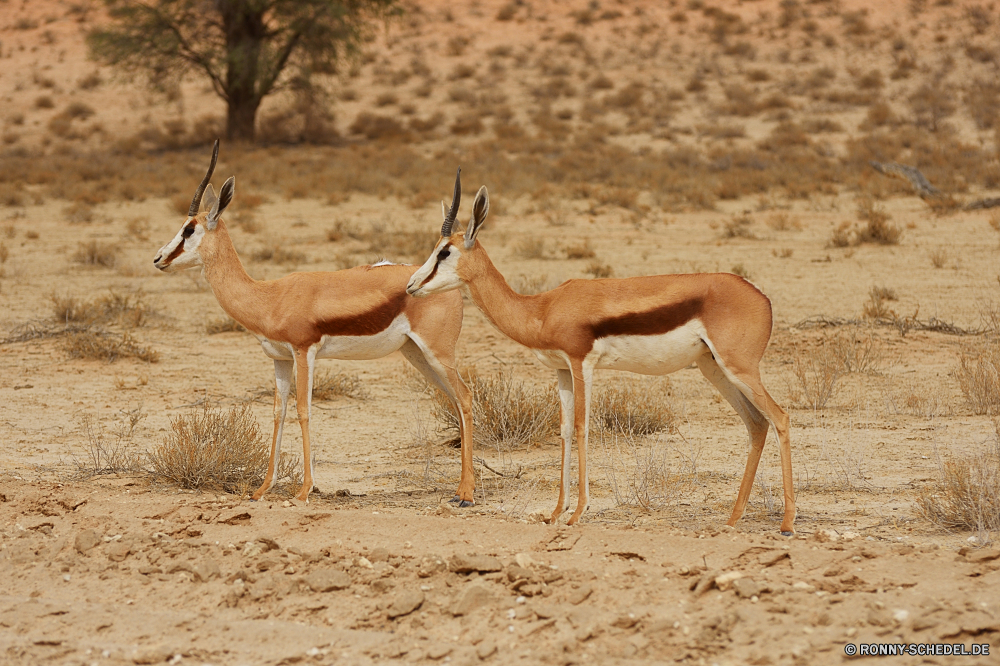 Kgalagadi Transfrontier National Park Gazelle Impala Antilope Wiederkäuer Wildtiere Wild Hirsch Safari Park Gras Wildnis Hörner Süden Braun nationalen Dreibinden reservieren Erhaltung Pflanzenfresser Buck Spiel Savanne Damhirschkuh im freien Horn Geweihe Herde Männchen Tiere Wald Lebensraum südlichen stehende Wüste im freien Kopf Reh Jagd Warnung Landschaft Pelz wachsamen wildes Tier Hals Sommer Land Ökologie Umgebung Dreibinden-Hirsch unberührte ausblenden Arten Säugetiere Tierwelt Feld natürliche Sonne gazelle impala antelope ruminant wildlife wild deer safari park grass wilderness horns south brown national whitetail reserve conservation herbivore buck game savanna doe outdoor horn antlers herd male animals forest habitat southern standing desert outdoors head fawn hunting alert landscape fur watchful wild animal neck summer land ecology environment whitetail deer unspoiled hide species mammals fauna field natural sun