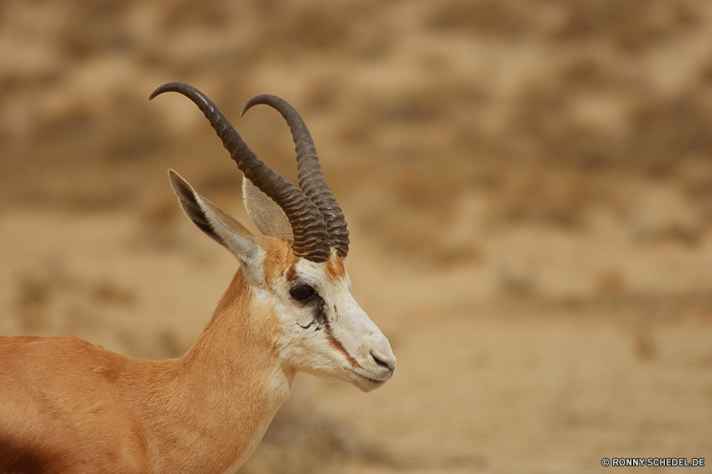 Kgalagadi Transfrontier National Park Gazelle Antilope Wiederkäuer Wildtiere Hirsch Wild Buck Impala Safari Hörner Gras Männchen Wildnis Park Braun Hirsch Geweihe Pflanzenfresser Jagd Dreibinden Pelz Wald nationalen Erhaltung Spiel Kopf Damhirschkuh Ohren Hölzer Tiere Geweih Horn Tierwelt Süden im freien Reh Savanne reservieren Feld Warnung im freien Porträt Bäume Lebensraum Zoo Gesicht Rentier niedlich Sommer natürliche Schließen samt Beweidung südlichen Busch Umgebung gazelle antelope ruminant wildlife deer wild buck impala safari horns grass male wilderness park brown stag antlers herbivore hunting whitetail fur forest national conservation game head doe ears woods animals antler horn fauna south outdoor fawn savanna reserve field alert outdoors portrait trees habitat zoo face reindeer cute summer natural close velvet grazing southern bush environment