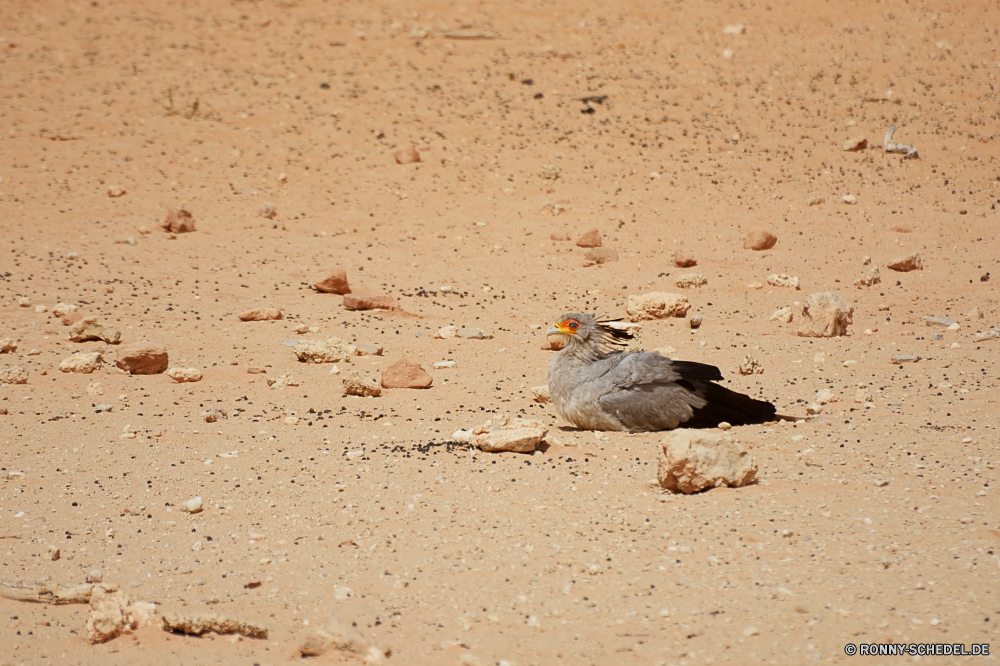 Kgalagadi Transfrontier National Park Taube Sand Vogel Spiel Vogel Strand Rebhuhn Meer Spiel Ozean Küchlein Urlaub Wachtel Landschaft Küste Wasser Reisen young bird Himmel Sommer Wüste im freien Ufer Wildtiere im freien Auerhahn Junge Wild Tier Tourismus Fels Sonne Boden Urlaub Feder Welle ruhige Schnabel sonnig natürliche Tropischer trocken Berge Park Kragenhuhn landschaftlich seelandschaft Küste Entspannen Sie sich Insel Szenerie Horizont Berg Taube Dürre Möwe Vögel außerhalb Sperling Wildnis heiß Präriehuhn dove sand bird game bird beach partridge sea game ocean nestling vacation quail landscape coast water travel young bird sky summer desert outdoors shore wildlife outdoor grouse young wild animal tourism rock sun ground holiday feather wave tranquil beak sunny natural tropical dry mountains park ruffed grouse scenic seascape coastline relax island scenery horizon mountain pigeon drought seagull birds outside sparrow wilderness hot prairie chicken