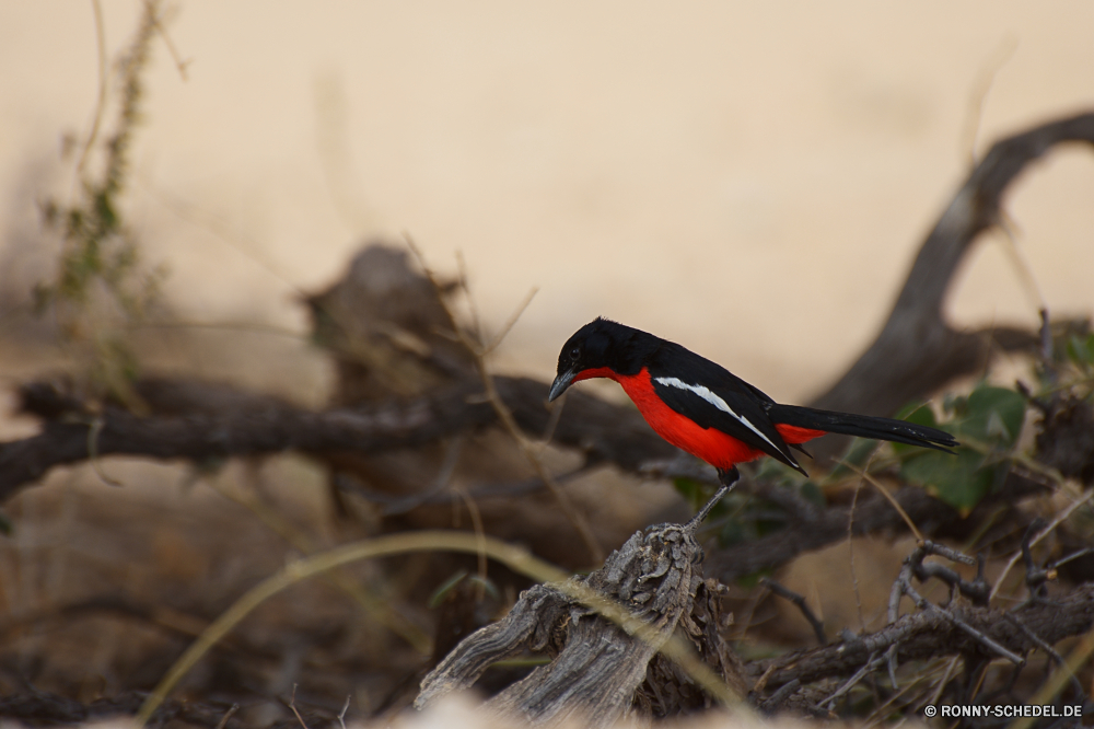 Kgalagadi Transfrontier National Park Tukan Vogel Wildtiere Tier Insekt Feder Wild Marienkäfer Schnabel Flügel Käfer schwarz bunte fliegen Papagei Tropischer gelb Fehler Farbe Baum Wald Frühling Marienkäfer Schließen Vögel natürliche Flügel Pflanze Auge Federn Zoo Sommer Garten Gras hell closeup Tiere Vogelgrippe Branch getupft Leben Orange sitzen Gefieder Kopf Blatt Tierwelt Park Specht Detail exotische Saison Ornithologie niedlich Rechnung Barsch Biologie Botanischer im freien gefiedert Antenne Dschungel Hals Flora saisonale Zoologie Nase Botanik Schmetterling Porträt lebendige toucan bird wildlife animal insect feather wild ladybug beak wing beetle black colorful fly parrot tropical yellow bug color tree forest spring ladybird close birds natural wings plant eye feathers zoo summer garden grass bright closeup animals avian branch spotted life orange sitting plumage head leaf fauna park woodpecker detail exotic season ornithology cute bill perch biology botanical outdoor feathered antenna jungle neck flora seasonal zoology nose botany butterfly portrait vibrant