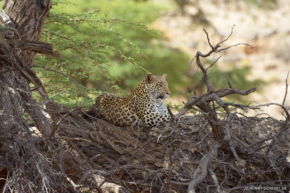 Kgalagadi Transfrontier National Park Leopard Pelz Katzenartige Katze Raubtier Safari Wildtiere Großkatze Tierhaut Säugetier Wild Fleischfresser getupft Gefahr Flecken Panther Jäger Tier Gepard reservieren Tiere Jagd Süden gefährliche Katzen Gras Leoparden Sands tierisches material Jagd Spiel Säugetiere Dschungel Zoo Auge barthaare gefährdet Schnurrhaare fünf stielaugen Park Nase Porträt Kopf leistungsstarke Haare schnell Zoologie Tiger Bestie Blick Streifen Ohr Baum heftige Ruhe behaarte Attack müde zwei majestätisch Suchen gestreift Orange Marodeur Wildkatze gigantische in Gefangenschaft Zwillinge Bedrohung Zorn nationalen Blut Streifen liegend natürliche schöne Big5 Jaguar Kadaver zu töten Arten Abenteuer Schließen Gesicht Pflanze ruhelosigkeit gelb Impala Giraffe Feed Reisen Mantel vor Ort Geschwindigkeit exotische leopard fur feline cat predator safari wildlife big cat animal skin mammal wild carnivore spotted danger spots panther hunter animal cheetah reserve animals hunt south dangerous cats grass leopards sands animal material hunting game mammals jungle zoo eye whisker endangered whiskers five stare park nose portrait head powerful hair fast zoology tiger beast gaze stripe ear tree fierce calm hairy attack tired two majestic look striped orange marauder wildcat gigantic captive twins threat anger national blood stripes lying natural lovely big5 jaguar carcass kill species adventure close face plant resting yellow impala giraffe feed travel coat spot speed exotic