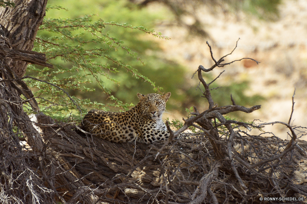 Kgalagadi Transfrontier National Park Leopard Pelz Katzenartige Raubtier Safari Katze Großkatze Wildtiere Säugetier Wild Fleischfresser Tierhaut Flecken getupft Gepard Panther reservieren Gefahr Jäger Tier Tiere Gras Jagd Süden gefährliche Spiel Katzen Leoparden Auge Zoo Jagd Dschungel Park Sands Kopf Schnurrhaare Porträt stielaugen tierisches material barthaare gefährdet Säugetiere Ohr Nase Tiger fünf nationalen Haare Suchen Zoologie Blick Baum Streifen leistungsstarke zwei schnell Orange Ruhe behaarte müde majestätisch liegend gestreift Marodeur Wildkatze gigantische in Gefangenschaft Zwillinge heftige Bedrohung Zorn Attack Streifen schöne natürliche Giraffe Blut Jaguar Arten Abenteuer Kadaver Reisen zu töten Bestie Pflanze exotische Big5 Muster gelb Impala Wildnis vor Ort ruhelosigkeit Erhaltung Schließen Geschwindigkeit Gesicht leopard fur feline predator safari cat big cat wildlife mammal wild carnivore animal skin spots spotted cheetah panther reserve danger hunter animal animals grass hunt south dangerous game cats leopards eye zoo hunting jungle park sands head whiskers portrait stare animal material whisker endangered mammals ear nose tiger five national hair look zoology gaze tree stripe powerful two fast orange calm hairy tired majestic lying striped marauder wildcat gigantic captive twins fierce threat anger attack stripes lovely natural giraffe blood jaguar species adventure carcass travel kill beast plant exotic big5 pattern yellow impala wilderness spot resting conservation close speed face