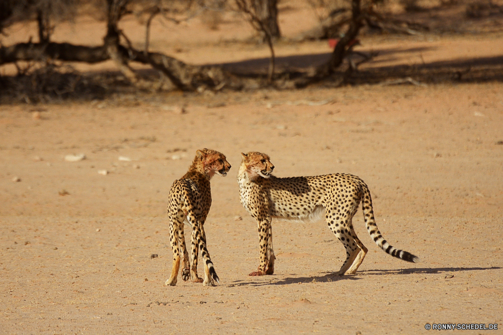 Kgalagadi Transfrontier National Park Gepard Großkatze Katzenartige Wildtiere Safari Wild Säugetier Katze Giraffe Flecken Raubtier Fleischfresser reservieren Süden Tiere Spiel Park Zoo Pelz groß Gras getupft Jäger nationalen Leopard Säugetiere Hals Wildnis gefährliche natürliche schnell Katzen Gefahr Kopf Erhaltung Muster Giraffen lange Sands gefährdet Auge Geschwindigkeit Pflanzenfresser Schnurrhaare Baum Busch Savanne Mantel Reisen Porträt Mund Augen Suchen hoch Haare im freien Landschaft Panther zu töten Grünland Feed fünf Blut Ohren zwei im freien Braun auf der Suche barthaare Zunge Jagd behaarte Punkt stielaugen vor Ort Tourismus cheetah big cat feline wildlife safari wild mammal cat giraffe spots predator carnivore reserve south animals game park zoo fur tall grass spotted hunter national leopard mammals neck wilderness dangerous natural fast cats danger head conservation pattern giraffes long sands endangered eye speed herbivore whiskers tree bush savanna coat travel portrait mouth eyes look high hair outdoor landscape panther kill grassland feed five blood ears two outdoors brown looking whisker tongue hunt hairy dot stare spot tourism