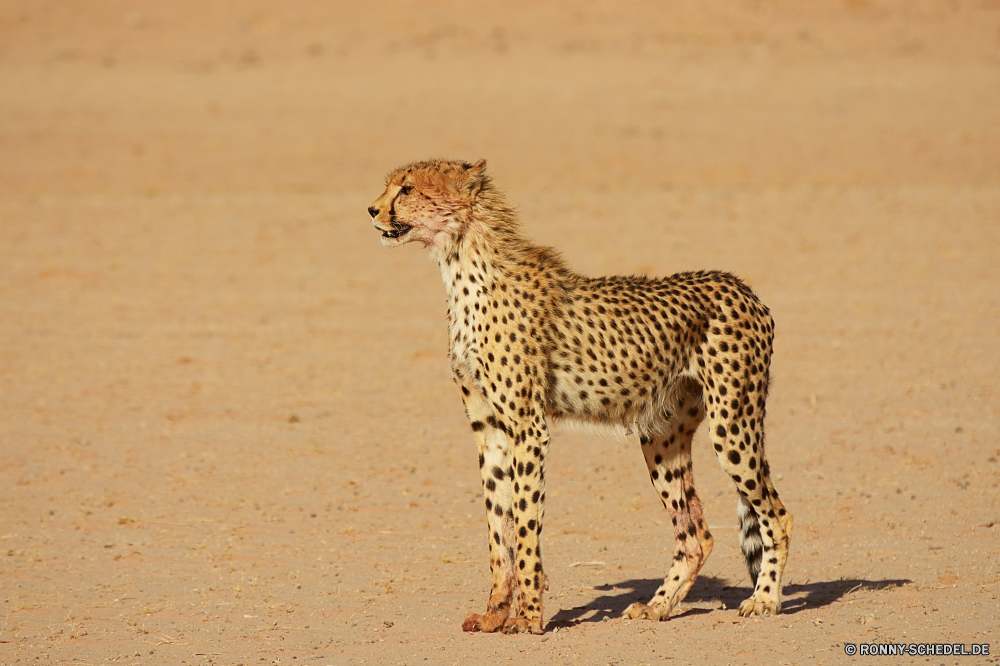 Kgalagadi Transfrontier National Park Gepard Großkatze Katzenartige Wildtiere Safari Wild Säugetier Katze Raubtier Fleischfresser Flecken reservieren Giraffe Pelz Süden Leopard Tiere Spiel getupft Zoo Park Jäger Gras Säugetiere nationalen groß gefährliche Hals natürliche Wildnis Gefahr gefährdet Schnurrhaare Kopf schnell Auge Sands Katzen Erhaltung Muster Panther Geschwindigkeit lange Jagd Porträt stielaugen Busch Mund Augen barthaare Baum behaarte Mantel vor Ort Nase Haare zwei Giraffen Reisen Pflanzenfresser fünf im freien Blut Ohren Savanne zu töten auf der Suche Jagd Grünland Suchen Schließen im freien Braun Kadaver Bestie Punkt Feed hoch starrte Dschungel Ohr liegend Landschaft cheetah big cat feline wildlife safari wild mammal cat predator carnivore spots reserve giraffe fur south leopard animals game spotted zoo park hunter grass mammals national tall dangerous neck natural wilderness danger endangered whiskers head fast eye sands cats conservation pattern panther speed long hunt portrait stare bush mouth eyes whisker tree hairy coat spot nose hair two giraffes travel herbivore five outdoors blood ears savanna kill looking hunting grassland look close outdoor brown carcass beast dot feed high staring jungle ear lying landscape