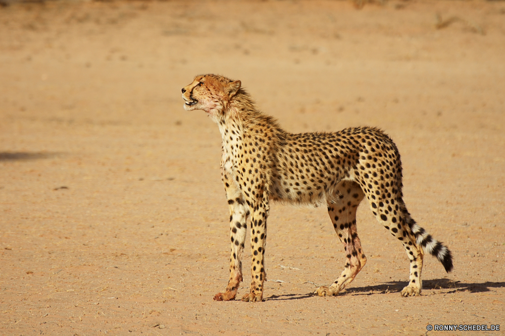 Kgalagadi Transfrontier National Park Gepard Großkatze Katzenartige Wildtiere Safari Wild Säugetier Katze Raubtier Fleischfresser Flecken reservieren Leopard Giraffe Pelz Süden Tiere getupft Spiel Jäger Park Zoo Gras gefährliche nationalen Säugetiere groß Gefahr Hals natürliche Schnurrhaare Wildnis gefährdet Auge schnell Kopf Panther Sands Erhaltung Muster Katzen Jagd stielaugen Porträt Geschwindigkeit barthaare behaarte Busch Augen Haare zwei lange Baum Mantel vor Ort Nase Mund Giraffen Reisen Pflanzenfresser Jagd fünf im freien Blut Suchen Landschaft Savanne zu töten auf der Suche Grünland Dschungel Ohren Ohr im freien Braun Leoparden Kadaver Bestie Zoologie Blick Punkt Feed starrte liegend cheetah big cat feline wildlife safari wild mammal cat predator carnivore spots reserve leopard giraffe fur south animals spotted game hunter park zoo grass dangerous national mammals tall danger neck natural whiskers wilderness endangered eye fast head panther sands conservation pattern cats hunt stare portrait speed whisker hairy bush eyes hair two long tree coat spot nose mouth giraffes travel herbivore hunting five outdoors blood look landscape savanna kill looking grassland jungle ears ear outdoor brown leopards carcass beast zoology gaze dot feed staring lying