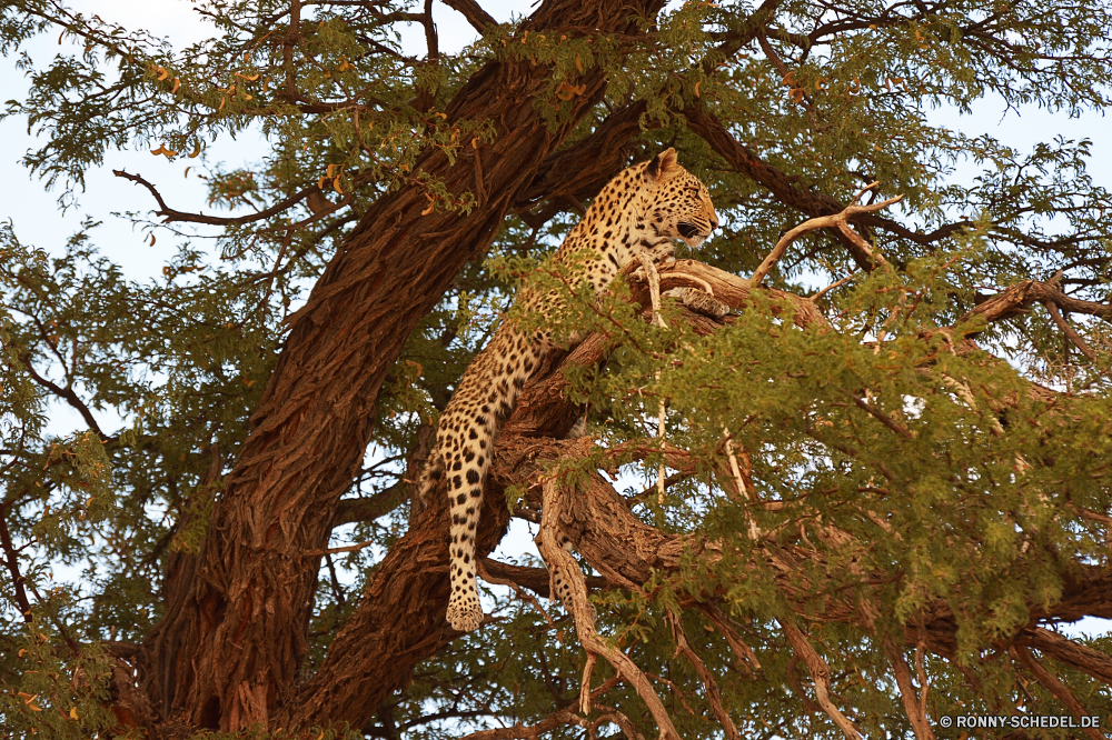 Kgalagadi Transfrontier National Park Baum Wald woody plant Pflanze gemeinsamen Leguan Landschaft Bäume vascular plant Park Holz Eidechse im freien Branch Blatt Kiefer Kofferraum Himmel Blätter Belaubung Saison im freien natürliche Umgebung Zweige Hölzer Wachstum Rinde fallen Reisen Herbst Szene sonnig Würger landschaftlich Sommer Szenerie Tag Wildnis Sonne friedliche Eiche nationalen Flora air plant Tropischer Winter Eukalyptus Gras Frühling groß Wolken Tourismus alt Urlaub Neu Berg Moos Entwicklung des ländlichen Licht Wasser Bewuchs wachsen Insel Landschaft Schnee ruhige Sonnenlicht Fluss immergrün Sand Wild üppige Regen gelassene Berge Braun Frieden gelb Sonnenuntergang Meer saisonale tree forest woody plant plant common iguana landscape trees vascular plant park wood lizard outdoor branch leaf pine trunk sky leaves foliage season outdoors natural environment branches woods growth bark fall travel autumn scene sunny strangler scenic summer scenery day wilderness sun peaceful oak national flora air plant tropical winter eucalyptus grass spring tall clouds tourism old vacation new mountain moss rural light water vegetation grow island countryside snow tranquil sunlight river evergreen sand wild lush rain serene mountains brown peace yellow sunset sea seasonal