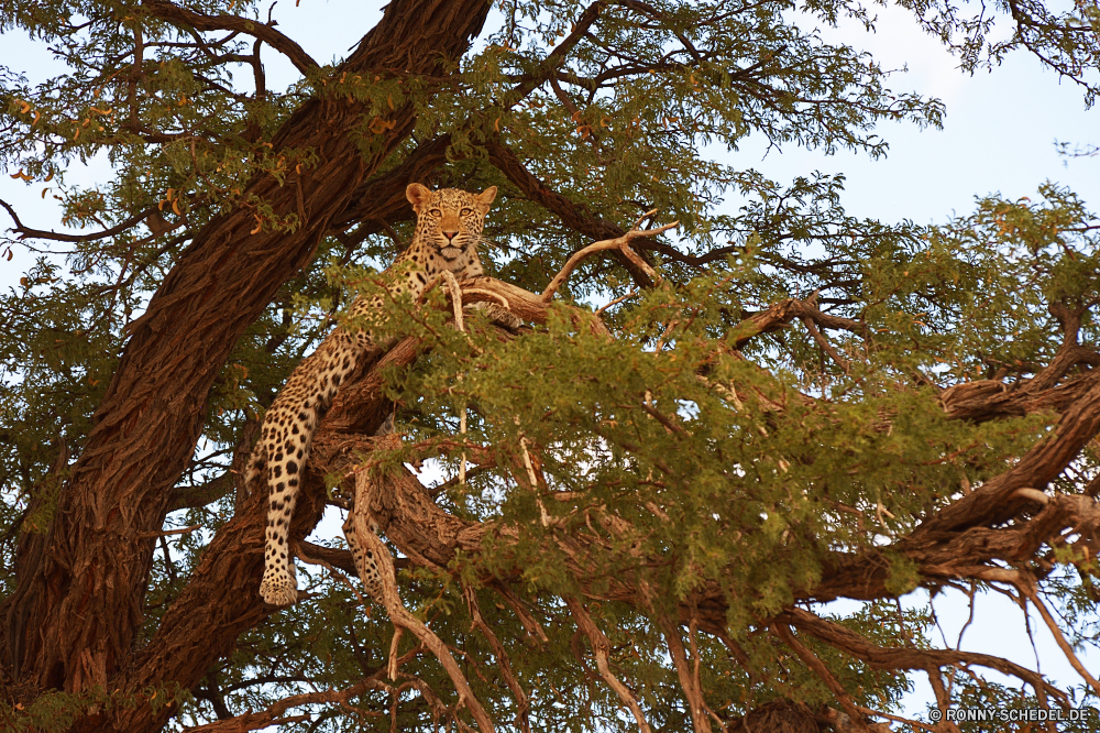 Kgalagadi Transfrontier National Park Baum woody plant Wald vascular plant Bäume Landschaft Pflanze Branch Park Holz Himmel im freien Blatt Saison im freien Herbst Eiche Belaubung Schnee Kofferraum Winter Blätter Hölzer fallen Kiefer Tag Rinde natürliche Szene Zweige Eukalyptus sonnig Szenerie Sommer alt Entwicklung des ländlichen Umgebung Sonne Reisen Berg arbutus Strauch kalt cork tree Wachstum landschaftlich gelb Gras Licht Wasser saisonale Gum-Baum Farbe Wetter Wildnis Frühling groß Garten Urlaub Sonnenlicht Fluss Wild Eis Orange Berge friedliche Wasser Schlange nationalen Reflexion Flora Land immergrün Wolke außerhalb Frost gelassene Feld Tourismus See bunte hell Farben tree woody plant forest vascular plant trees landscape plant branch park wood sky outdoor leaf season outdoors autumn oak foliage snow trunk winter leaves woods fall pine day bark natural scene branches eucalyptus sunny scenery summer old rural environment sun travel mountain arbutus shrub cold cork tree growth scenic yellow grass light water seasonal gum tree color weather wilderness spring tall garden vacation sunlight river wild ice orange mountains peaceful water snake national reflection flora country evergreen cloud outside frost serene field tourism lake colorful bright colors