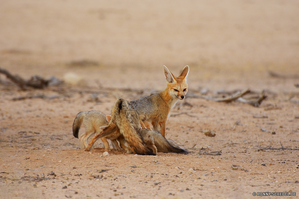 Kgalagadi Transfrontier National Park Kit-Fuchs Fuchs Hundeartige Säugetier Wildtiere Pelz Wild niedlich pelzigen Braun Raubtier Rotfuchs im freien Wildnis Safari Hase Nagetier Haare Gras Haustier Ohren Katze Wüste Schwanz Nase Erhaltung natürliche Augen Schnurrhaare Kreatur — grau Süden Ökologie Lebensraum Porträt flauschige Tiere sitzen Hase Park Gesicht Aasfresser Eichhörnchen Pfoten inländische südlichen Fleischfresser Hirsch Katzenartige Ostern Jäger Warnung im freien auf der Suche geheimnisvoll Zoo Ohr Haustiere Hase schwer fassbare unberührte Verhalten stielaugen Wald Schließen außerhalb Auge wachsamen Jungtier Jagd neugierig reservieren gefährliche Baby eine liebenswert Frühling kit fox fox canine mammal wildlife fur wild cute furry brown predator red fox outdoor wilderness safari rabbit rodent hair grass pet ears cat desert tail nose conservation natural eyes whiskers creature gray south ecology habitat portrait fluffy animals sitting bunny park face scavenger squirrel paws domestic southern carnivore deer feline easter hunter alert outdoors looking secretive zoo ear pets hare elusive unspoiled behavior stare forest close outside eye watchful cub hunt curious reserve dangerous baby one adorable spring