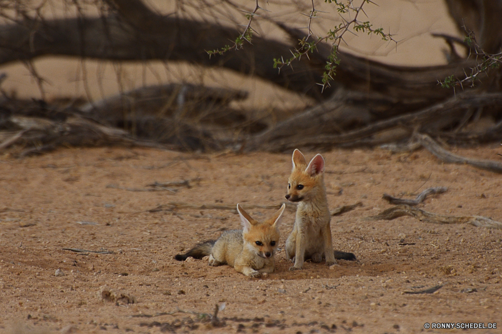 Kgalagadi Transfrontier National Park Fuchs Hundeartige Kit-Fuchs Säugetier Wildtiere Hase Wild Pelz Wallaby Känguruh Holz-Kaninchen niedlich Hase Hirsch Gras Nagetier Wald Braun Zoo Safari Schwanz Haustier im freien Wildnis Park Wüste Ohren pelzigen im freien Hase Ostern Hyäne Süden Damhirschkuh Kreatur — natürliche Augen Raubtier inländische flauschige Nase Tiere grau Eichhörnchen Bauernhof Lebensraum Erhaltung Schließen Aasfresser Wilder Hund südlichen auf der Suche Jagd neugierig Haare Haustiere sitzen Dingo Ökologie Hund Auge Beuteltier Warnung Kojote Ohr außerhalb Baum Katze Rotfuchs Gesicht wenig fox canine kit fox mammal wildlife rabbit wild fur wallaby kangaroo wood rabbit cute bunny deer grass rodent forest brown zoo safari tail pet outdoor wilderness park desert ears furry outdoors hare easter hyena south doe creature natural eyes predator domestic fluffy nose animals gray squirrel farm habitat conservation close scavenger wild dog southern looking hunting curious hair pets sitting dingo ecology dog eye marsupial alert coyote ear outside tree cat red fox face little