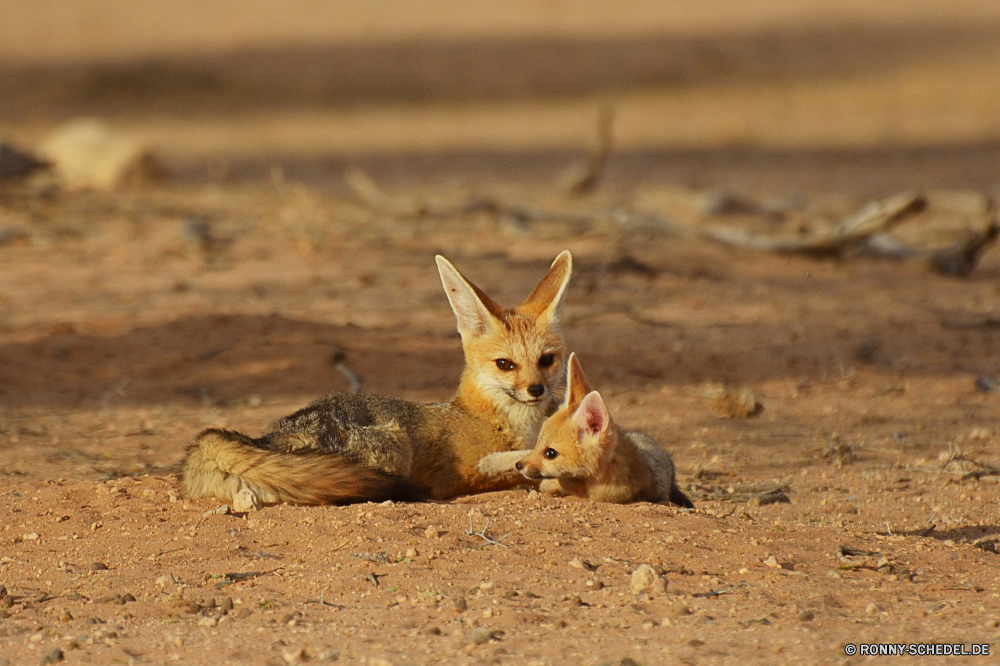 Kgalagadi Transfrontier National Park Fuchs Kit-Fuchs Hundeartige Säugetier Wildtiere Pelz Wild Hase niedlich Hase Hirsch Baby pelzigen Haustier Wüste Gras Rotfuchs Ohren Ostern Braun flauschige Nagetier Safari Wald im freien Hase Wildnis Zoo Holz-Kaninchen Nase Ohr Tiere Damhirschkuh Raubtier Känguruh Schwanz Park Lebensraum Haare Wallaby Haustiere Erhaltung Porträt Frühling wenig Süden Augen Aasfresser inländische grau weiche Tier Darm-Trakt Ökologie Reh Dreibinden Warnung Kreatur — auf der Suche sitzen natürliche Gesicht Auge schwer fassbare geheimnisvoll zähmen Schnurrhaare liebenswert im freien Bauernhof Verhalten Pflanzenfresser südlichen gerade ziemlich Feld lustig nationalen fox kit fox canine mammal wildlife fur wild rabbit cute bunny deer baby furry pet desert grass red fox ears easter brown fluffy rodent safari forest outdoor hare wilderness zoo wood rabbit nose ear animals doe predator kangaroo tail park habitat hair wallaby pets conservation portrait spring little south eyes scavenger domestic gray soft animal tract ecology fawn whitetail alert creature looking sitting natural face eye elusive secretive tame whiskers adorable outdoors farm behavior herbivore southern watching pretty field funny national