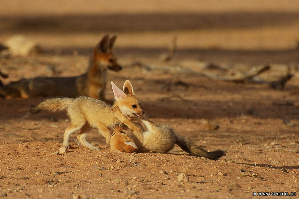 Kgalagadi Transfrontier National Park Fuchs Kit-Fuchs Hundeartige Wildtiere Säugetier Wild Pelz Wallaby Känguruh Wüste Safari Wildnis niedlich Zoo Schwanz Raubtier im freien Park pelzigen Süden natürliche Haare Erhaltung Tiere Braun Ökologie Augen Lebensraum Eichhörnchen Nagetier südlichen Hirsch Kreatur — Löwe Gesicht im freien Nase Rotfuchs Ohren Mungo Wald wachsamen Warnung stehende Katze Gras Schließen Sand unberührte Fleischfresser Jagd Katzenartige reservieren ruhelosigkeit Eidechse Jäger Säugetiere sitzen grau Darm-Trakt Auge Spiel auf der Suche gelb Aasfresser Damhirschkuh Jungtier neugierig Porträt Tierwelt Baum Essen Mund fox kit fox canine wildlife mammal wild fur wallaby kangaroo desert safari wilderness cute zoo tail predator outdoor park furry south natural hair conservation animals brown ecology eyes habitat squirrel rodent southern deer creature lion face outdoors nose red fox ears mongoose forest watchful alert standing cat grass close sand unspoiled carnivore hunting feline reserve resting lizard hunter mammals sitting gray tract eye game looking yellow scavenger doe cub curious portrait fauna tree eating mouth