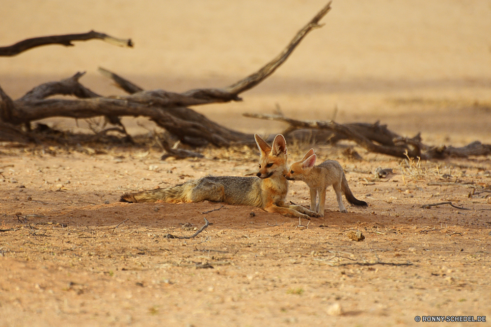 Kgalagadi Transfrontier National Park Hase Säugetier Wildtiere Wild Wüste Safari Wildnis Pelz Park Hirsch Hase Känguruh Süden Wallaby Darm-Trakt Sand Braun Holz-Kaninchen im freien Gras niedlich reservieren Erhaltung Lebensraum Raubtier Schwanz Fuchs südlichen Zoo Hundeartige natürliche Haare Spiel Löwe Augen Antilope Ökologie nationalen Buck Savanne Fleischfresser Jagd Ohren Wald trocken Tiere unberührte wachsamen Hörner im freien Landschaft Sommer Nase ruhelosigkeit Strand Baum Kit-Fuchs Katzenartige Horn Nagetier Warnung stielaugen Schließen Gesicht Reisen Kopf gelb Damhirschkuh Pflanzenfresser Umgebung Sonne Männchen hare mammal wildlife wild desert safari wilderness fur park deer rabbit kangaroo south wallaby tract sand brown wood rabbit outdoor grass cute reserve conservation habitat predator tail fox southern zoo canine natural hair game lion eyes antelope ecology national buck savanna carnivore hunting ears forest dry animals unspoiled watchful horns outdoors landscape summer nose resting beach tree kit fox feline horn rodent alert stare close face travel head yellow doe herbivore environment sun male