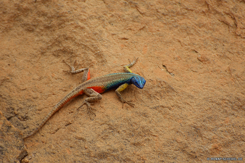 Augrabies Falls Eidechse Reptil Wildtiere Wild Auge Tropischer Tiere Drache Skala Leguan Haustier bunte Schließen exotische Kreatur — Chamäleon Tarnung Schwanz Farbe Sand auf der Suche gelb Branch Zoo im freien Meer Reptilien Wirbeltiere Wasser Vogel im freien Tierwelt Strand Orange Eidechsen Gecko Skalen Arten gefährdet Fels Erhaltung Ozean Textfreiraum Reptilien u-s Amphibie Baum Boden Kopf Park closeup Sommer Reisen lizard reptile wildlife wild eye tropical animals dragon scale iguana pet colorful close exotic creature chameleon camouflage tail color sand looking yellow branch zoo outdoors sea reptilian vertebrate water bird outdoor fauna beach orange lizards gecko scales species endangered rock conservation ocean copy space reptiles u s amphibian tree ground head park closeup summer travel