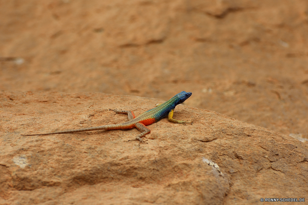 Augrabies Falls Eidechse Wildtiere Reptil Wild Auge Haustier Tiere Tropischer Skala exotische Drache Farbe Kreatur — bunte Leguan Frosch Arten Baum Wirbeltiere Erhaltung Gecko auf der Suche Branch gefährdet im freien Schließen Zoo Chamäleon gelb Reptilien Tarnung Textfreiraum Vogel Reptilien u-s Amphibie Orange Park Blatt im freien Crawlen Schwanz Felsen wildes Tier closeup Fels Tierwelt Haut Umgebung Eidechsen Wilde Tiere Papagei Skalen Wald sitzen Feder groß nationalen Leben lizard wildlife reptile wild eye pet animals tropical scale exotic dragon color creature colorful iguana frog species tree vertebrate conservation gecko looking branch endangered outdoors close zoo chameleon yellow reptilian camouflage copy space bird reptiles u s amphibian orange park leaf outdoor crawling tail rocks wild animal closeup rock fauna skin environment lizards wild animals parrot scales forest sitting feather great national life