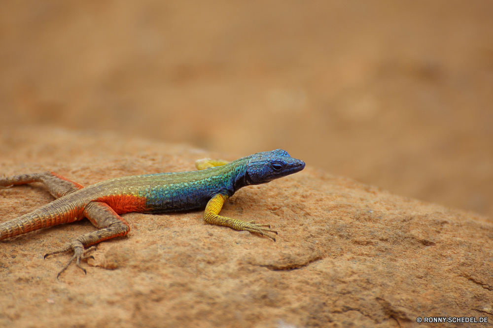 Augrabies Falls Eidechse Reptil Wildtiere Auge Wild Haustier Skala Drache Wirbeltiere Leguan exotische Tiere Tropischer gefährdet Kreatur — bunte auf der Suche Chamäleon Schließen Gecko Reptilien Farbe Erhaltung gelb Tarnung Branch Zoo Schwanz Arten ur Sauriers Primitive Pigment Textfreiraum starrte Tierwelt Baum Reptilien Amphibie Frosch multicolor Skalen Orange Eidechsen u-s Crawlen im freien getupft closeup Leben Wüste im freien Park wildes Tier Leopard Zoologie Wald Fels Blatt Fuß Felsen Haut Kopf Ökologie Wilde Tiere Sand langsam Wirbelsäule Dschungel Augen Vogel lizard reptile wildlife eye wild pet scale dragon vertebrate iguana exotic animals tropical endangered creature colorful looking chameleon close gecko reptilian color conservation yellow camouflage branch zoo tail species primal saurian primitive pigment copy space staring fauna tree reptiles amphibian frog multicolor scales orange lizards u s crawling outdoors spotted closeup life desert outdoor park wild animal leopard zoology forest rock leaf walking rocks skin head ecology wild animals sand slow spine jungle eyes bird