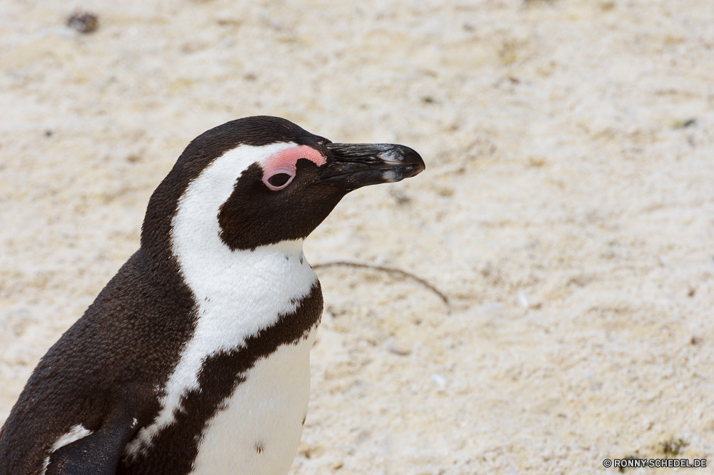 Kapstadt Alkenvögel Seevögel Vogel aquatische Vogel Wildtiere Schnabel Wirbeltiere Wild Pinguin Süden Feder schwarz Meer Federn Tier Ozean Pinguine Tiere Flügel Auge Erhaltung Kopf Vögel Gans Schnee Gras Flügel Wasser Marine Leben Fels Specht Arktis Braun Säugetier Küste im freien Vogelgrippe Pole Position kalt Eis fliegen Winter Strand niedlich Trappen Kolonie stehende Rechnung Schließen Porträt Elster eine flugunfähige Gänse Polar Nest Arten gefährdet Zoo Wildnis Insel Schreitvogel Dachs Sand Küste Reisen Wachtel Park auk seabird bird aquatic bird wildlife beak vertebrate wild penguin south feather black sea feathers animal ocean penguins animals wings eye conservation head birds goose snow grass wing water marine life rock woodpecker arctic brown mammal coast outdoors avian pole cold ice fly winter beach cute bustard colony standing bill close portrait magpie one flightless geese polar nest species endangered zoo wilderness island wading bird badger sand coastal travel quail park