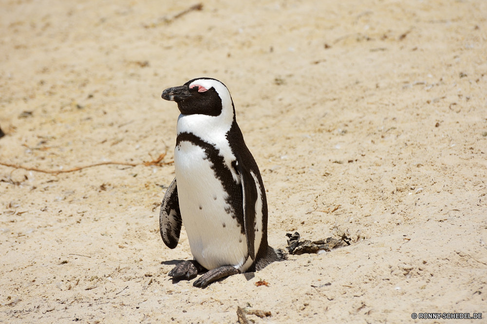 Kapstadt Alkenvögel Vogel Seevögel aquatische Vogel Wildtiere Schnabel Pinguin Wirbeltiere Wild Federn Meer Süden Feder schwarz Auge Vögel Flügel Ozean Rechnung Erhaltung König, Pinguin Flügel Leben Wasser Tiere Pinguine Tier Fels Arktis fliegen im freien Strand Gefieder Arten Pole Position Marine kalt Elster Polar Küste Park Kopf natürliche bunte fü Papageitaucher Kolonie Vogelgrippe reservieren Sand sitzen Wildnis niedlich Eis gefährdet fliegen Schnee gelb flugunfähige Webbed Kap Nest Küste Raubtier Porträt Tierwelt eine lustig Freiheit exotische Farbe auf der Suche Gras Reisen Himmel auk bird seabird aquatic bird wildlife beak penguin vertebrate wild feathers sea south feather black eye birds wings ocean bill conservation king penguin wing life water animals penguins animal rock arctic fly outdoors beach plumage species pole marine cold magpie polar coast park head natural colorful footed puffin colony avian reserve sand sitting wilderness cute ice endangered flying snow yellow flightless webbed cape nest coastal predator portrait fauna one funny freedom exotic color looking grass travel sky