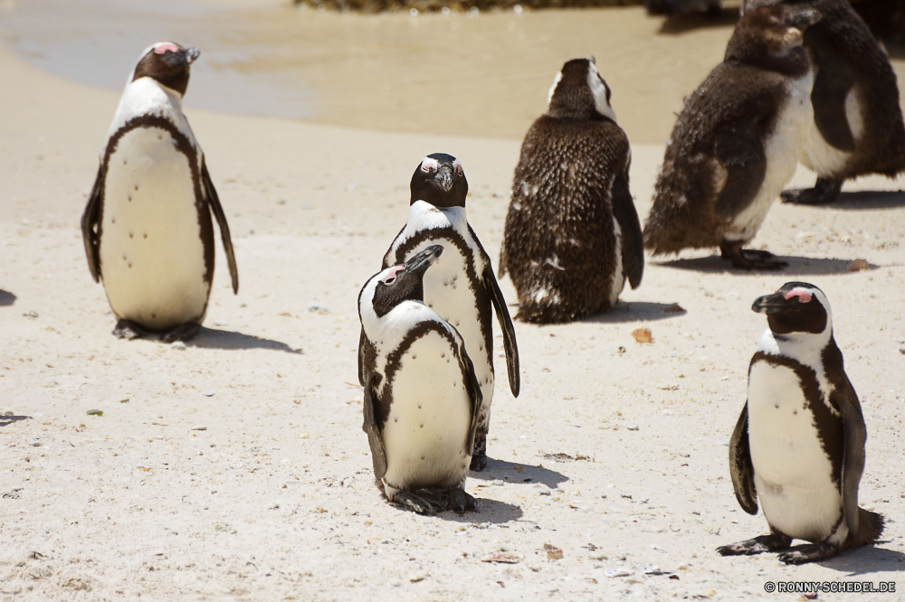 Kapstadt König, Pinguin Pinguin Seevögel aquatische Vogel Vogel Meer Strand Sand Wildtiere Ozean Küste Wasser Süden Reisen Schnabel Wild Pinguine Tiere Erhaltung Vögel kalt Tourismus Eis im freien Polar Schnee Pole Position Küste Landschaft Urlaub Wüste Himmel schwarz Spaß Feder Sonne Sommer Arten Urlaub Marine Fels Ufer Winter Tropischer fü Arktis Säugetier Kolonie Kamel Federn niedlich Stand Küste Kopf Insel Waddle Kaiser landschaftlich Kap gefährdet felsigen Wildnis Felsen Wärme Leben king penguin penguin seabird aquatic bird bird sea beach sand wildlife ocean coast water south travel beak wild penguins animals conservation birds cold tourism ice outdoors polar snow pole coastal landscape holiday desert sky black fun feather sun summer species vacation marine rock shore winter tropical footed arctic mammal colony camel feathers cute stand coastline head island waddle emperor scenic cape endangered rocky wilderness rocks heat life