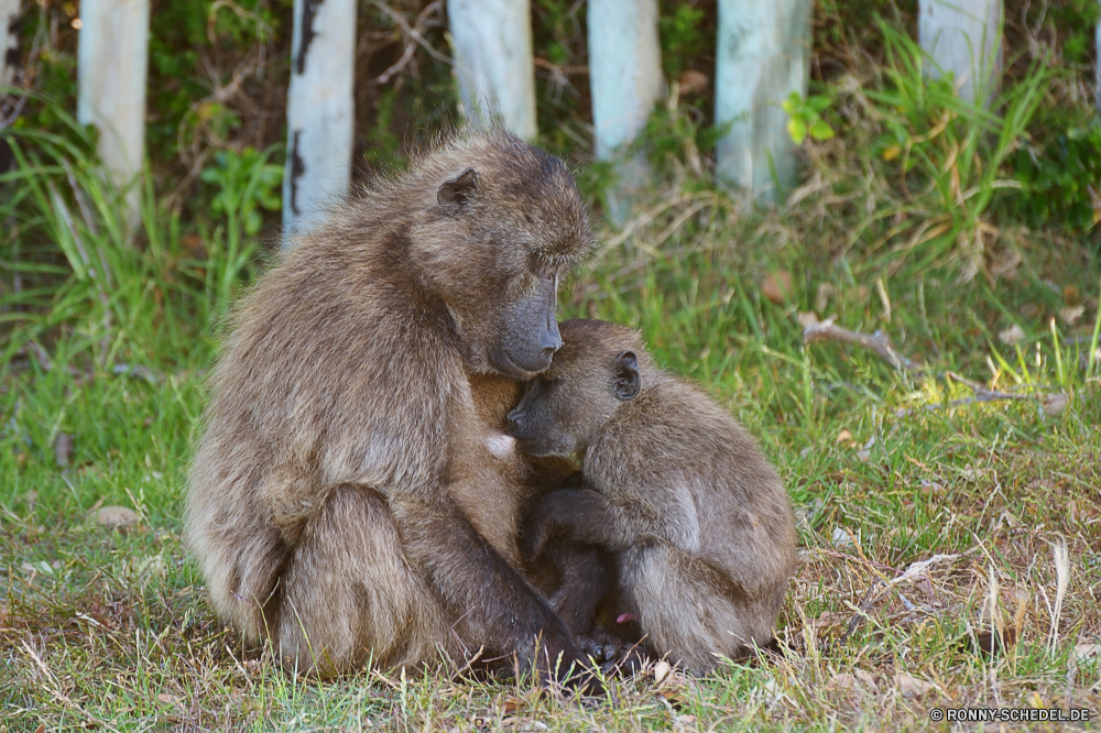 Kapstadt Pavian Affe Primas Wildtiere Wild Säugetier Affe Pelz Zoo Safari Tiere Braun pelzigen Park Gesicht Bestie behaarte Wildnis Makaken gefährdet niedlich natürliche Säugetiere Mutter Baum Raubtier reservieren Augen sitzen Bär Haare Essen Porträt Erhaltung Gras Löwe Tierwelt Kreatur — gefährliche Wald Gefahr Essen Affen Fleischfresser Familie Katze Süden im freien Arten Schließen Nagetier Auge Dschungel gelb ruhelosigkeit Zähne Sit Männchen eine Spiel Mähne Katzenartige Schwanz Nase Kopf liebenswert nationalen auf der Suche baboon monkey primate wildlife wild mammal ape fur zoo safari animals brown furry park face beast hairy wilderness macaque endangered cute natural mammals mother tree predator reserve eyes sitting bear hair eating portrait conservation grass lion fauna creature dangerous forest danger eat monkeys carnivore family cat south outdoor species close rodent eye jungle yellow resting teeth sit male one game mane feline tail nose head adorable national looking