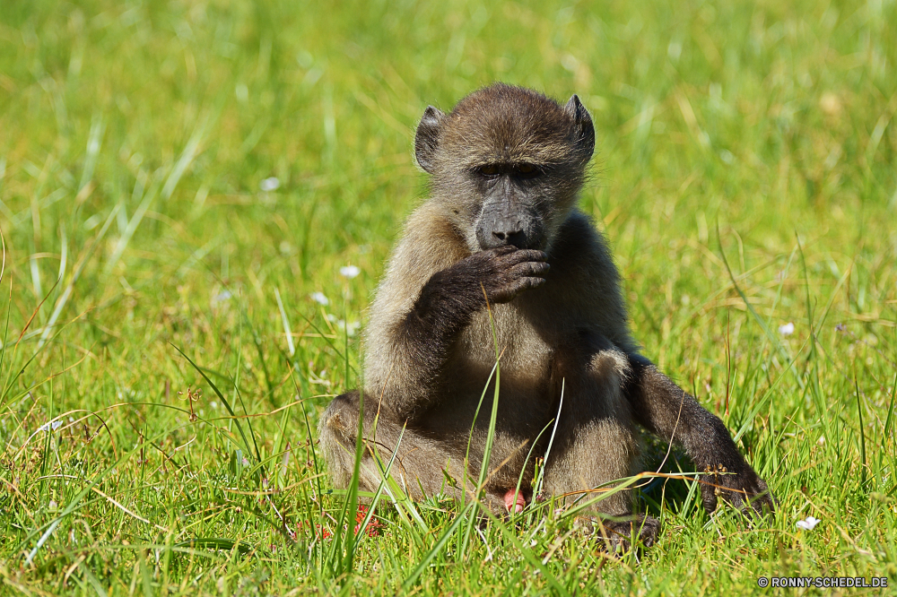 Kapstadt Pavian Affe Primas Wildtiere Affe Säugetier Wild Tiere Safari Zoo Pelz Säugetiere Gesicht Affen behaarte Primaten Makaken Arten natürliche Erhaltung Baum Porträt Mutter gefährdet niedlich pelzigen Kreatur — Park Wald sitzen Bestie Dschungel seltene Braun Augen schwarz reservieren Familie im freien Wildnis Haare Affen Gorilla Lebensraum wenig Schwanz Zähne Mund Süden Leben Essen Ohr Tropischer Zoologische geschützt Tierwelt Reisen Auge schöne imitieren Grimasse Schnauze entfernten Bereich Kind Ziel im freien halten liebenswert lustig Branch gelb nationalen Männchen baboon monkey primate wildlife ape mammal wild animals safari zoo fur mammals face monkeys hairy primates macaque species natural conservation tree portrait mother endangered cute furry creature park forest sitting beast jungle rare brown eyes black reserve family outdoor wilderness hair apes gorilla habitat little tail teeth mouth south life eating ear tropical zoological protected fauna travel eye lovely mimic grimace snout remote area child destination outdoors hold adorable funny branch yellow national male