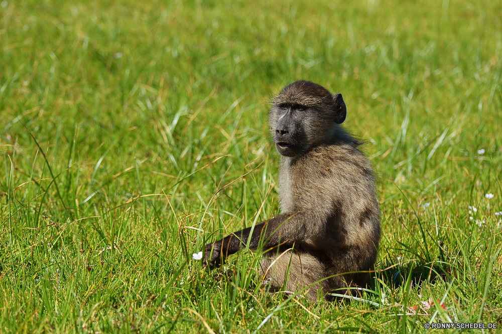 Kapstadt Pavian Affe Primas Wildtiere Affe Wild Säugetier Tiere Zoo Safari Pelz Säugetiere Gesicht Affen Makaken natürliche behaarte Primaten Mutter gefährdet Porträt niedlich Braun Gorilla Erhaltung Baby pelzigen Affen Park Wald schwarz Augen Arten Haare Familie Wildnis Baum im freien Mund sitzen reservieren Kreatur — Nase Auge Dschungel Tierwelt Schwanz Gras Süden Kind nationalen im freien Gorillas Lebensraum Leben Reisen Essen Kopf Berge aufgebläht Bestie seltene Tropischer Umgebung wenig baboon monkey primate wildlife ape wild mammal animals zoo safari fur mammals face monkeys macaque natural hairy primates mother endangered portrait cute brown gorilla conservation baby furry apes park forest black eyes species hair family wilderness tree outdoor mouth sitting reserve creature nose eye jungle fauna tail grass south child national outdoors gorillas habitat life travel eating head mountains bellied beast rare tropical environment little