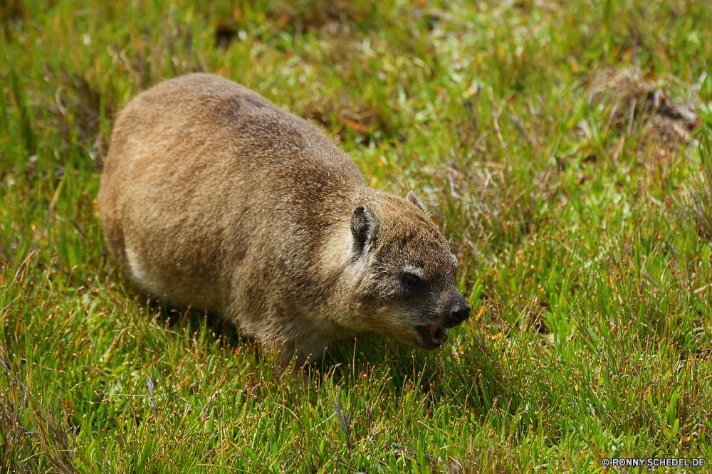 Hermanus Murmeltier Nagetier Säugetier Wildtiere Pelz Wild Tier niedlich Braun Wombat Biber Tiere pelzigen Schließen Schnurrhaare Park Zoo Gras Eichhörnchen Prärie Warnung Boden Schwanz im freien liebenswert Haustier Säugetiere Hund natürliche Essen Tierwelt Kreatur — im freien Kopf Schnauze Bauernhof stielaugen Ohren Wildnis Süden Feld inländische Wiese eine Hase Wald sitzen Porträt Essen Auge Murmeltier Beuteltier Fels winzige Safari flauschige Schmutz Nase Ostern Känguruh Hase Aufzuchtbecken wenig marmot rodent mammal wildlife fur wild animal cute brown wombat beaver animals furry close whiskers park zoo grass squirrel prairie alert ground tail outdoor adorable pet mammals dog natural eating fauna creature outdoors head snout farm stare ears wilderness south field domestic meadow one rabbit forest sitting portrait eat eye groundhog marsupial rock tiny safari fluffy dirt nose easter kangaroo bunny critter little