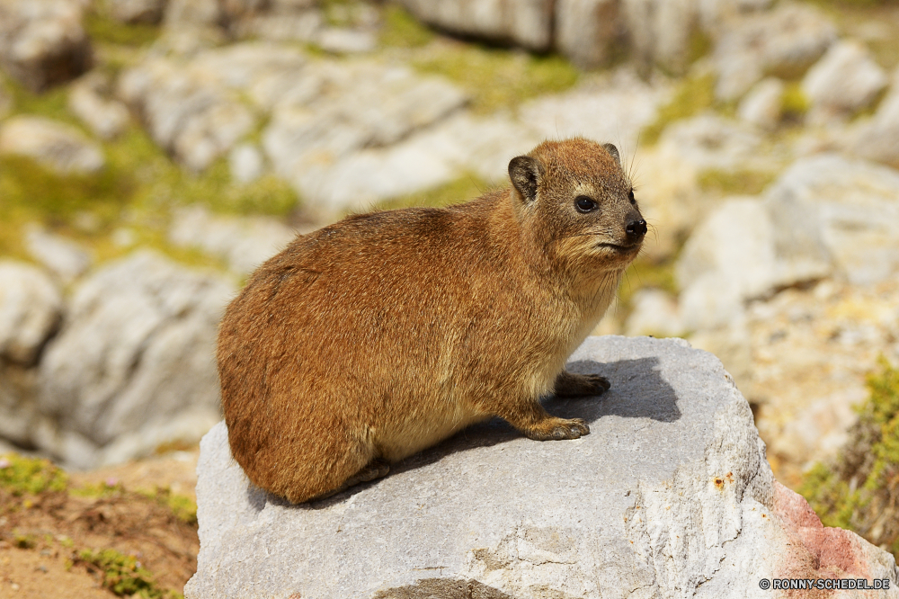 Hermanus Murmeltier Nagetier Säugetier Pelz Wildtiere Eichhörnchen niedlich Wild Tier pelzigen Schwanz Braun flauschige Park Schließen Haustier neugierig Biber Tiere Wald auf der Suche Maus im freien Warnung grau Auge Essen Porträt Schnurrhaare Boden inländische Baum lustig sitzen Zoo Kreatur — Nase Ohr Haare liebenswert Essen Nut Ratte Haustiere Fels Klauen behaarte Tierwelt Holz Studio Essen Pfoten Prärie Fütterung Ohren Freisteller niemand closeup natürliche Zwerghamster Wachsamkeit zähmen Bestie stehende Pfote stielaugen Augen gerade im freien Hund Kopf wenig marmot rodent mammal fur wildlife squirrel cute wild animal furry tail brown fluffy park close pet curious beaver animals forest looking mouse outdoors alert gray eye eating portrait whiskers ground domestic tree funny sitting zoo creature nose ear hair adorable eat nut rat pets rock claws hairy fauna wood studio food paws prairie feeding ears cut out nobody closeup natural hamster alertness tame beast standing paw stare eyes watching outdoor dog head little