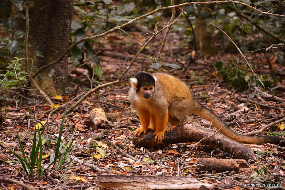 Monkey Land Totenkopfaffe Affe Primas Wildtiere Wild Säugetier Tiere Affe Pelz Zoo niedlich Baum Affen Kreatur — Säugetiere Primaten Dschungel pelzigen Gesicht Eichhörnchen behaarte Schwanz natürliche Safari Klammeraffe seltene sitzen Süden Klettern wenig Orang-Utan Bestie Lebensraum gefährdet Augen liebenswert Grimasse Makaken Tierwelt schöne Bäume Park Wald Braun Porträt spielen Zoologische verwaist Waise Kindergarten Schnauze Klettern im freien Tropischer Essen imitieren Ohr Reisen ausgestorbene Arten neugierig Haare bunte spielen Erhaltung Mutter Auge Fanny aufgebläht süß Juvenile ziemlich Zähne halten Farbe Leben Suchen squirrel monkey monkey primate wildlife wild mammal animals ape fur zoo cute tree monkeys creature mammals primates jungle furry face squirrel hairy tail natural safari spider monkey rare sitting south climb little orangutan beast habitat endangered eyes adorable grimace macaque fauna lovely trees park forest brown portrait playing zoological orphaned orphan nursery snout climbing outdoor tropical eating mimic ear travel extinct species curious hair colorful play conservation mother eye fanny bellied sweet juvenile pretty teeth hold color life look