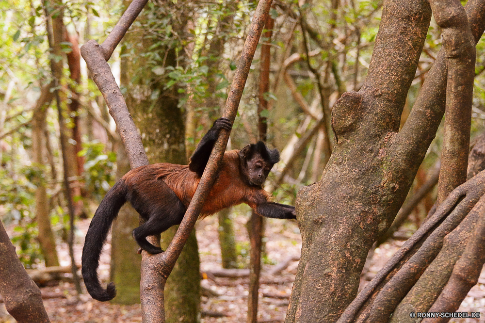 Monkey Land Klammeraffe Affe Primas Wildtiere Baum Wild Säugetier natürliche Orang-Utan Dschungel Primaten Affe Tiere Wald Zoo Affen Bäume verwaist Waise Kindergarten Brüllaffen spielen gefährdet Branch Lebensraum Klettern Klettern Pelz Park spielen pelzigen Sanierung Erhaltung behaarte Orang-Utans Kreatur — Safari niedlich Tropischer Braun Schaukel Augen im freien geschwungen Hängende Gesicht Holz Reisen Waisen Juvenile Arten zusammen Leben im freien aufgebläht Blätter stielaugen sitzen schwarz Frühling Land Blatt spider monkey monkey primate wildlife tree wild mammal natural orangutan jungle primates ape animals forest zoo monkeys trees orphaned orphan nursery howler monkey playing endangered branch habitat climb climbing fur park play furry rehabilitation conservation hairy orangutans creature safari cute tropical brown swing eyes outdoor swinging hanging face wood travel orphans juvenile species together life outdoors bellied leaves stare sitting black spring country leaf