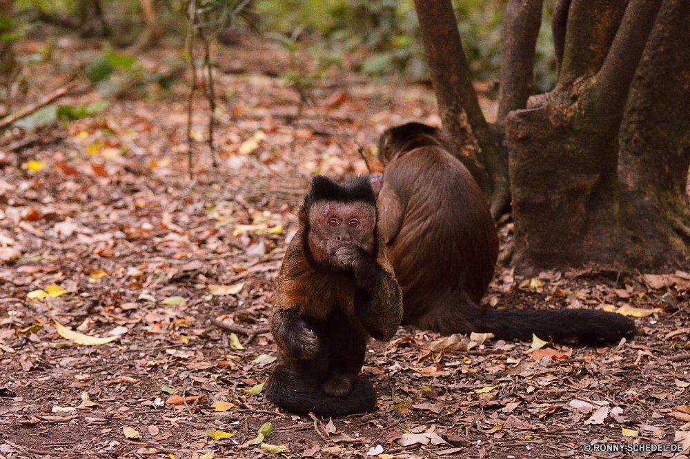 Monkey Land Orang-Utan Affe Primas Wildtiere Wild Affe Braun Zoo Tiere Pelz Säugetier Park Baum natürliche Gras Kopf Dschungel Wald Haustier Primaten Haare Safari im freien Bauernhof niedlich spielen Bäume Gesicht Entwicklung des ländlichen Essen Feld Hund Männchen im freien verwaist Waise Affen Kindergarten Nagetier Nase spielen Leben Schließen Stier behaarte pelzigen Erhaltung Wildnis Sonne Rinder Kuh Sanierung gefährdet schwarz Klettern Porträt sitzen Kreatur — Schwein Weide ruhelosigkeit Pferd Brüllaffen Wiese Sommer Vieh Land orangutan ape primate wildlife wild monkey brown zoo animals fur mammal park tree natural grass head jungle forest pet primates hair safari outdoors farm cute playing trees face rural eating field dog male outdoor orphaned orphan monkeys nursery rodent nose play life close bull hairy furry conservation wilderness sun cattle cow rehabilitation endangered black climbing portrait sitting creature pig pasture resting horse howler monkey meadow summer livestock country