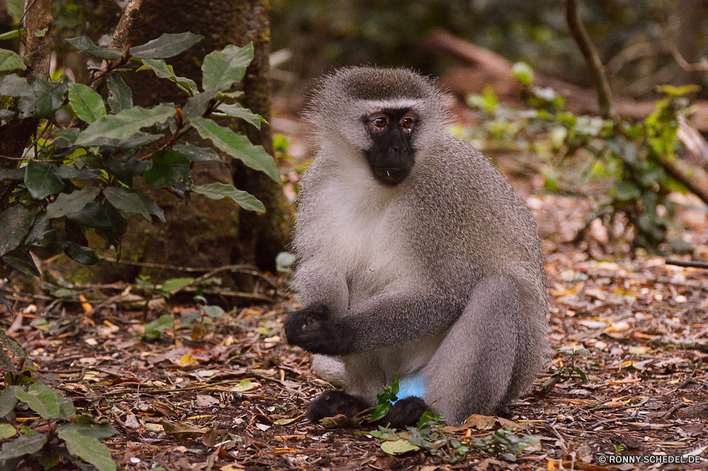 Monkey Land Affe Primas Wildtiere Wild Affe Säugetier Tiere Pavian Zoo Pelz Säugetiere Safari niedlich pelzigen Baum Gesicht Affen Makaken gefährdet behaarte seltene Porträt Kreatur — Erhaltung Dschungel Mutter Primaten Schwanz natürliche Arten Augen Familie Ohr Tropischer Essen Tierwelt Wald liebenswert Park Schnauze Bestie wenig sitzen Süden Leben Reisen schwarz schöne Grimasse Eichhörnchen Braun Lebensraum Haare im freien lustig Bäume gelb Zoologische Bereich Zähne Wildnis Mund auf der Suche bunte Auge Land monkey primate wildlife wild ape mammal animals baboon zoo fur mammals safari cute furry tree face monkeys macaque endangered hairy rare portrait creature conservation jungle mother primates tail natural species eyes family ear tropical eating fauna forest adorable park snout beast little sitting south life travel black lovely grimace squirrel brown habitat hair outdoor funny trees yellow zoological area teeth wilderness mouth looking colorful eye country