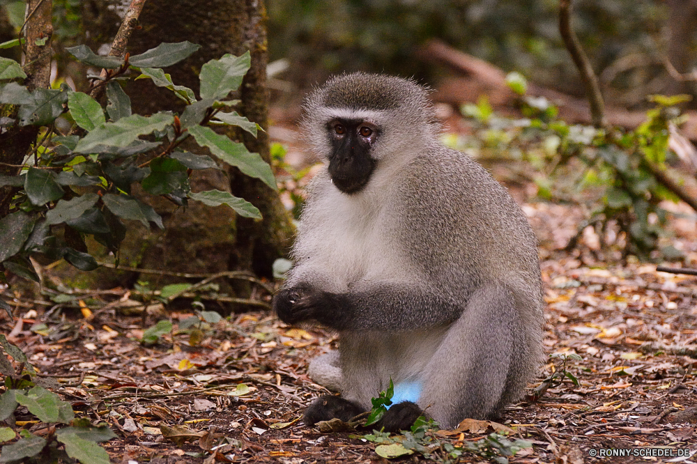 Monkey Land Affe Primas Wildtiere Wild Affe Säugetier Tiere Zoo Safari Affen Säugetiere Pelz Gesicht Baum Makaken Erhaltung Primaten natürliche Kreatur — Porträt seltene Dschungel niedlich pelzigen gefährdet behaarte Mutter Arten sitzen Lebensraum Familie Leben Schwanz Reisen Süden Augen Tropischer Essen geschützt Bestie Tierwelt Ohr Bereich Wald Park Entwicklung Feuchtgebiet Sumpf Schnauze Perle Land entfernten schwarz Braun Haare Volk Mund Ziel schöne Grimasse wenig Wildnis im freien liebenswert Zoologische Schaukel Zähne Umgebung halten See gelb auf der Suche Pavian monkey primate wildlife wild ape mammal animals zoo safari monkeys mammals fur face tree macaque conservation primates natural creature portrait rare jungle cute furry endangered hairy mother species sitting habitat family life tail travel south eyes tropical eating protected beast fauna ear area forest park developing wetland swamp snout pearl country remote black brown hair nation mouth destination lovely grimace little wilderness outdoor adorable zoological swing teeth environment hold lake yellow looking baboon