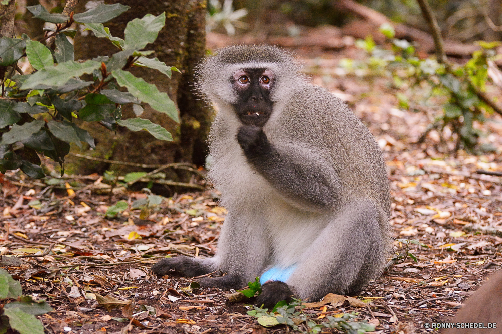 Monkey Land Affe Primas Wildtiere Affe Wild Säugetier Tiere Zoo Pelz Säugetiere Safari Affen Makaken Gesicht behaarte niedlich Kreatur — Primaten Baum gefährdet natürliche pelzigen seltene Dschungel Erhaltung Porträt Mutter Augen Familie Wald Tropischer Arten Essen Bestie Tierwelt Ohr sitzen Zoologische schwarz Lebensraum Süden Braun Pavian liebenswert imitieren Park Grimasse Schnauze schöne wenig Schwanz Leben Sumpf Bereich Zähne Reisen im freien Kind halten lustig auf der Suche aufgebläht ausgestorbene Land Feuchtgebiet Entwicklung bunte geschützt Perle Schaukel entfernten ziemlich Volk Essen Mund Ziel gelb Auge süß Lemur monkey primate wildlife ape wild mammal animals zoo fur mammals safari monkeys macaque face hairy cute creature primates tree endangered natural furry rare jungle conservation portrait mother eyes family forest tropical species eating beast fauna ear sitting zoological black habitat south brown baboon adorable mimic park grimace snout lovely little tail life swamp area teeth travel outdoor child hold funny looking bellied extinct country wetland developing colorful protected pearl swing remote pretty nation eat mouth destination yellow eye sweet lemur