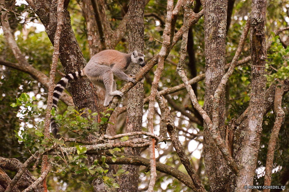 Monkey Land Lemur Primas Säugetier Wildtiere Wild Pelz Baum Tiere Affe niedlich pelzigen Wald Park Schwanz Zoo Eichhörnchen im freien gefährdet natürliche Hirsch Kreatur — Essen Nagetier Säugetiere Bäume Gras Branch Essen Safari Augen Braun Koala Beuteltier Auge Blätter Blatt Affe behaarte flauschige Erhaltung liebenswert Pflanze grau Primaten Bestie Leben schwarz Feed Schnabel sitzen Tierwelt Zweige Vogel Schließen lemur primate mammal wildlife wild fur tree animals monkey cute furry forest park tail zoo squirrel outdoors endangered natural deer creature eating rodent mammals trees grass branch eat safari eyes brown koala marsupial eye leaves leaf ape hairy fluffy conservation adorable plant gray primates beast life black feed beak sitting fauna branches bird close