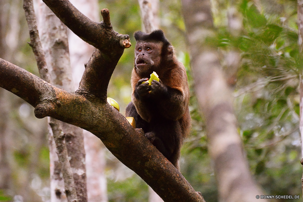 Monkey Land Affe Primas Orang-Utan Affe Wildtiere Wild Baum Tiere Primaten Schimpanse Dschungel Affen natürliche Bäume Zoo Wald verwaist Waise Kindergarten Säugetier Branch Makaken Brüllaffen Lebensraum spielen Klettern spielen Klettern Gesicht Gorilla Arten Safari sitzen Sanierung gefährdet behaarte Kreatur — Pelz Park Erhaltung Mutter Orang-Utans schwarz pelzigen zusammen Klammeraffe Leben geschwungen Augen Talos IV – Tabu niedlich Juvenile Schaukel Säugetiere Tropischer Reisen Schimpanse Waisen Affen seltene im freien Bereich im freien auf der Suche Haare monkey primate orangutan ape wildlife wild tree animals primates chimpanzee jungle monkeys natural trees zoo forest orphaned orphan nursery mammal branch macaque howler monkey habitat playing climbing play climb face gorilla species safari sitting rehabilitation endangered hairy creature fur park conservation mother orangutans black furry together spider monkey life swinging eyes menagerie cute juvenile swing mammals tropical travel chimp orphans apes rare outdoor area outdoors looking hair