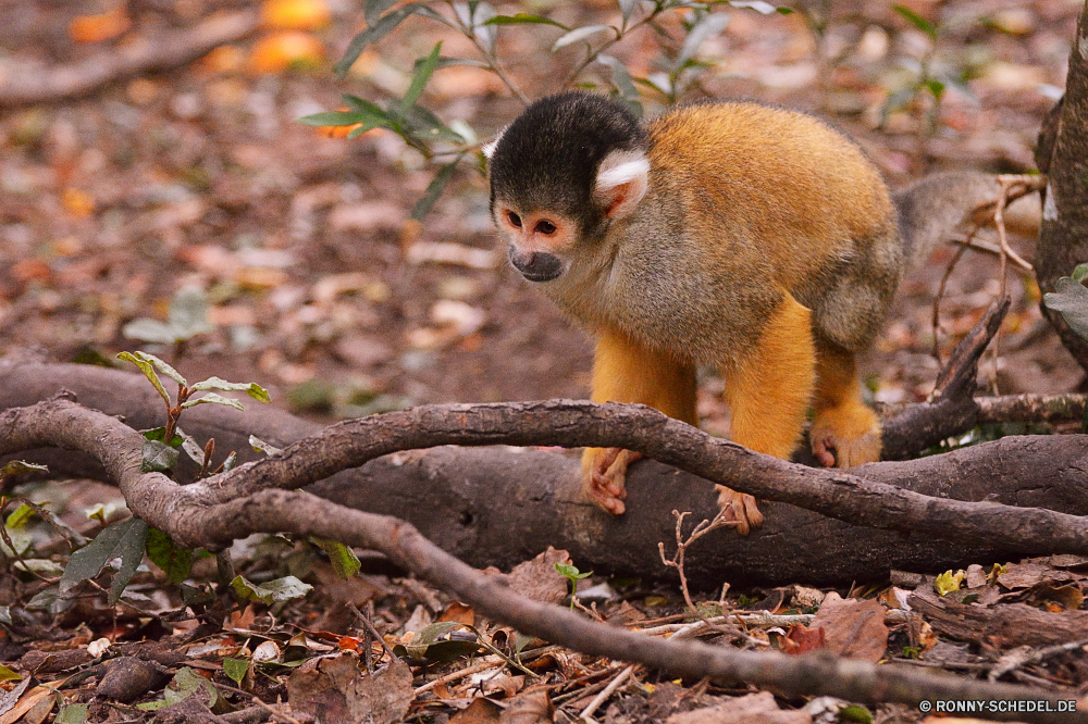 Monkey Land Totenkopfaffe Affe Primas Wildtiere Wild Säugetier Tiere Pelz Affe Zoo niedlich Baum Säugetiere Primaten pelzigen Schwanz Affen Kreatur — Dschungel Eichhörnchen Gesicht natürliche Safari behaarte Süden seltene sitzen Park Augen wenig liebenswert Orang-Utan Schnauze Lebensraum gefährdet Klettern Tierwelt schöne Bäume Wald Tropischer Grimasse spielen Bestie Braun Klammeraffe Zoologische im freien neugierig Haare Mutter imitieren ausgestorbene verwaist Waise Kindergarten Klettern Ohr spielen Erhaltung Essen Porträt Fanny Arten süß bunte Auge auf der Suche Farbe Reisen ziemlich Zähne Wildnis lustig Branch Familie squirrel monkey monkey primate wildlife wild mammal animals fur ape zoo cute tree mammals primates furry tail monkeys creature jungle squirrel face natural safari hairy south rare sitting park eyes little adorable orangutan snout habitat endangered climb fauna lovely trees forest tropical grimace playing beast brown spider monkey zoological outdoor curious hair mother mimic extinct orphaned orphan nursery climbing ear play conservation eating portrait fanny species sweet colorful eye looking color travel pretty teeth wilderness funny branch family