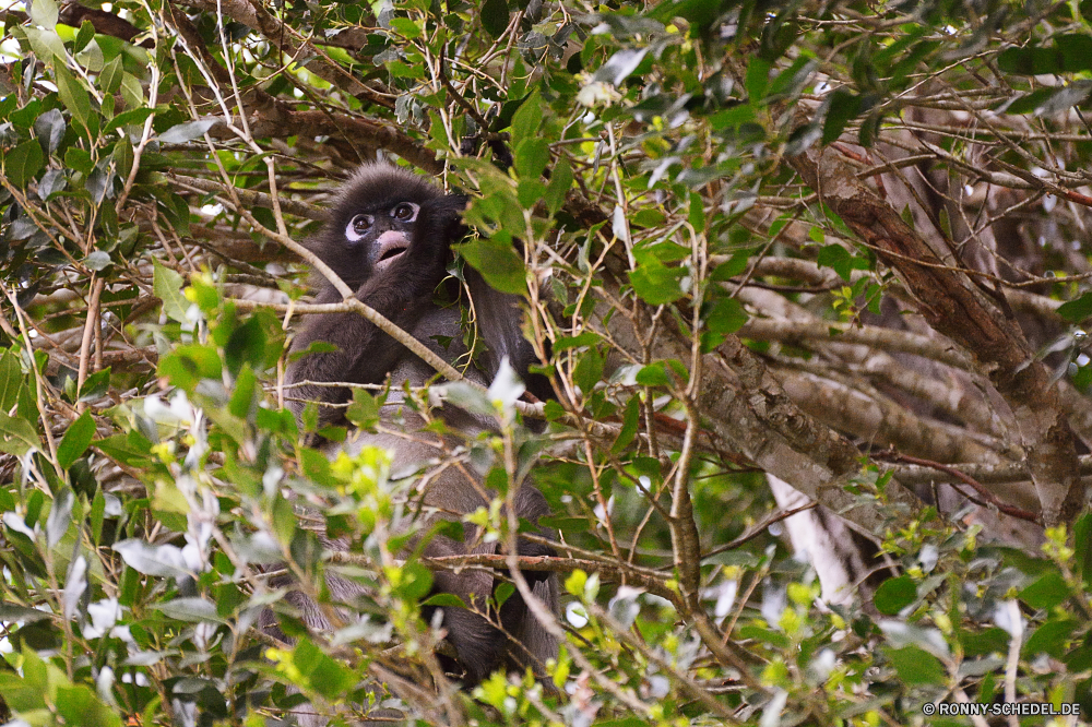 Monkey Land Affe Primas Klammeraffe Wildtiere Wild Säugetier Affe Baum Pelz Tiere niedlich Zoo pelzigen Dschungel Safari natürliche Kreatur — Primaten Affen Gesicht wenig behaarte schwarz Wald seltene Säugetiere sitzen Bäume Erhaltung Lebensraum Porträt Tierwelt Park Augen Orang-Utan Klettern liebenswert Arten Schwanz Reisen Leben Branch Eichhörnchen entfernten Makaken Katze Braun lustig spielen verwaist Waise Zoologische Kindergarten geschützt gefährdet auf der Suche Baby spielen Tropischer Ziel Auge imitieren Feuchtgebiet Entwicklung Grimasse Sumpf Schnauze Perle Klettern süß Bereich Volk Vogel Haustier schöne Land bunte Bestie neugierig Ohr im freien Süden Mutter Haare Familie monkey primate spider monkey wildlife wild mammal ape tree fur animals cute zoo furry jungle safari natural creature primates monkeys face little hairy black forest rare mammals sitting trees conservation habitat portrait fauna park eyes orangutan climb adorable species tail travel life branch squirrel remote macaque cat brown funny playing orphaned orphan zoological nursery protected endangered looking baby play tropical destination eye mimic wetland developing grimace swamp snout pearl climbing sweet area nation bird pet lovely country colorful beast curious ear outdoor south mother hair family