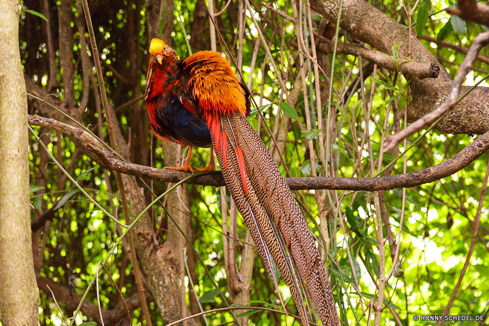 Birds of Eden Vogel Papagei Wildtiere Ara Schnabel Wild Baum Tropischer Tier Feder Schließen Federn Auge Zoo Flügel Pflanze Hahn Wald vascular plant bunte closeup Vögel Farbe fliegen Dschungel Kopf Flügel Bauernhof natürliche gelb Geflügel woody plant Braun Park Tierwelt Vogelgrippe Tiere Haustier Garten Orange Pilz Turkei Huhn Gras hen Kuckuck hell Branch exotische Porträt Detail Kraut Blatt im freien inländische Insekt Landwirtschaft Hahn Leben Reisen Flug Organismus Rechnung Multi frei Strauch Essen Fleisch frisch pitcher plant Bäume Sommer bird parrot wildlife macaw beak wild tree tropical animal feather close feathers eye zoo wing plant cock forest vascular plant colorful closeup birds color fly jungle head wings farm natural yellow poultry woody plant brown park fauna avian animals pet garden orange fungus turkey chicken grass hen cuckoo bright branch exotic portrait detail herb leaf outdoors domestic insect agriculture rooster life travel flight organism bill multi free shrub food meat fresh pitcher plant trees summer