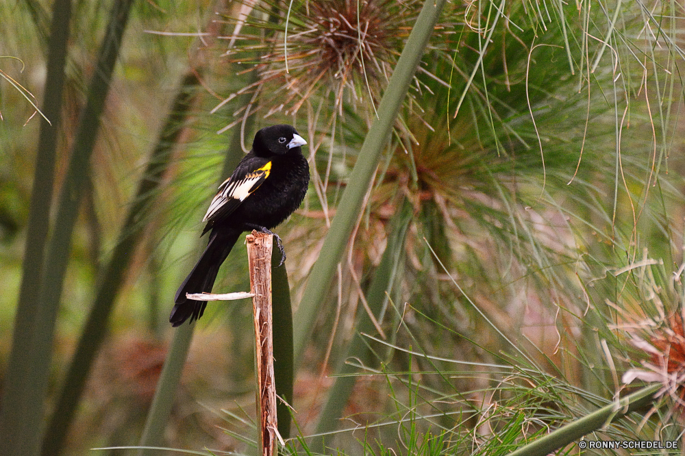 Birds of Eden Elster Vogel Wildtiere Schnabel Wild Federn Flügel Baum Vögel Feder schwarz Tiere Rechnung Gras Park Branch Flügel gelb Auge Vogelgrippe sitzen Tropischer natürliche Ornithologie Wald Umgebung Gefieder See Tierwelt Kopf im freien fliegen fliegen Wasser Flug Starling Frühling Erhaltung Orange Fluss Zoo groß Tukan im freien thront closeup Süden bunte Farbe Hals Schwanz Schließen wenig Leben Wildnis reservieren Garten exotische woody plant nass Porträt magpie bird wildlife beak wild feathers wing tree birds feather black animals bill grass park branch wings yellow eye avian sitting tropical natural ornithology forest environment plumage lake fauna head outdoors flying fly water flight starling spring conservation orange river zoo great toucan outdoor perched closeup south colorful color neck tail close little life wilderness reserve garden exotic woody plant wet portrait