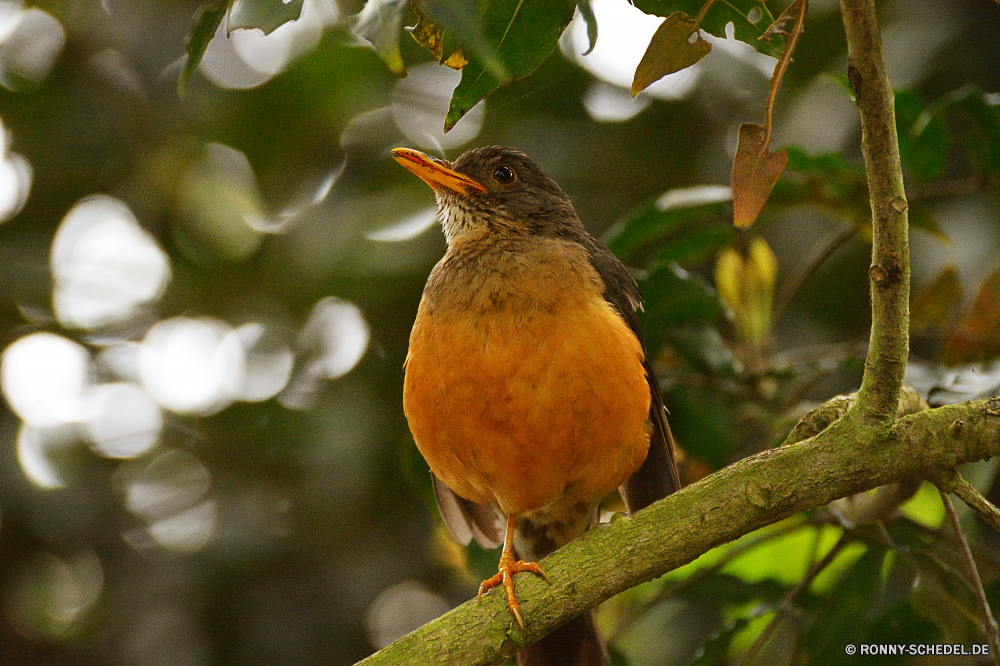 Birds of Eden Robin Drossel Vogel Wildtiere Schnabel Feder Wild Flügel Starling Baum Federn Garten im freien Branch Auge Zaunkönig Vogelgrippe Frühling niedlich Vögel schwarz Winter Schnee Flügel Braun Schwanz Sperling Park Wirbeltiere fliegen Tiere sitzen gemeinsame hungrige wenig Amsel Männchen Vogelbeobachtung Schließen Leben gelb Singvogel Ornithologie Zweig natürliche Eis Vogelbeobachtung thront wachsamen Freiheit Essen closeup Kopf Tierwelt Finken Frost Busch Uhren Rechnung Saison kluge saenger Umgebung gerade Flug nach unten Landschaft Orange Barsch Wald glänzend kalt Porträt Farbe Tele geflügelte Winterzeit frei Küchlein hocken Tier ruhelosigkeit Essen Mund einzelne Detail auf der Suche robin thrush bird wildlife beak feather wild wing starling tree feathers garden outdoors branch eye wren avian spring cute birds black winter snow wings brown tail sparrow park vertebrate fly animals sitting common hungry little blackbird male birdwatching close life yellow songbird ornithology twig natural ice birding perched watchful freedom food closeup head fauna finch frost bush watch bill season wise singer environment watching flight down countryside orange perch forest shiny cold portrait color telephoto winged wintertime free nestling perching animal resting eating mouth single detail looking