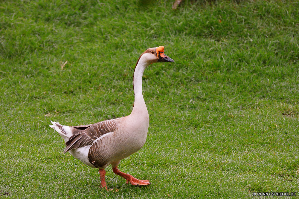 Birds of Eden Gans Wasservögel Vogel aquatische Vogel Wildtiere Schnabel Feder Ente Vögel Federn Wasser Teich Wild See Tiere Gras Flügel Flügel Enten Schwimmen Schwimmen Fluss im freien natürliche Park Gänse Geflügel Bauernhof fliegen Sceada Rechnung Stockente Vogelgrippe Braun Meer Auge Zoo Tierwelt im freien Schwan Pelikan Hals Männchen Gefieder schwarz Frühling Reflexion Landschaft Flug Schließen Orange Kopf Ufer Familie Quack Webbed bunte Leben ruhelosigkeit Fuß gelb Farbe Wiese Flamingo Entwicklung des ländlichen Reisen goose waterfowl bird aquatic bird wildlife beak feather duck birds feathers water pond wild lake animals grass wing wings ducks swim swimming river outdoors natural park geese fowl farm fly drake bill mallard avian brown sea eye zoo fauna outdoor swan pelican neck male plumage black spring reflection landscape flight close orange head shore family quack webbed colorful life resting walking yellow color meadow flamingo rural travel