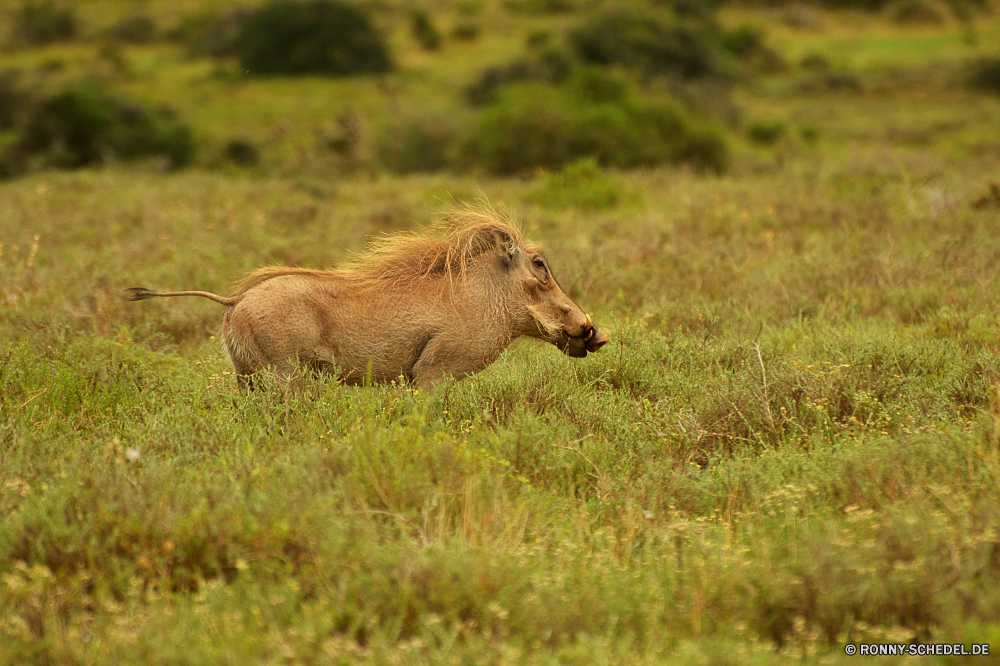 Addo Elephant National Park Warzenschwein Schweinepest Huftier Safari Wildtiere Säugetier Löwe Wild Katze Fleischfresser Süden reservieren Katzenartige Raubtier Gras Park Wildnis Spiel Pelz Jäger gefährliche Männchen Löwin Lebensraum im freien gefährdet natürliche Tiere Löwen Umgebung nationalen fünf Tierwelt ruhelosigkeit Savanne Landschaft Erhaltung Mähne Reisen Wiese Kuh Schließen gelb Haare exotische König leistungsstarke Weide Augen Braun Kopf Stier Feld Bestie Jagd Säugetiere Abenteuer Beweidung Dschungel Porträt Stärke Gefahr im freien Bauernhof südlichen Busch außerhalb Fuß Gesicht Land Rinder Panther Sands Pflanzenfresser Herde Zoologie Jagd stielaugen Schwein starke Landschaft Horizont warthog swine ungulate safari wildlife mammal lion wild cat carnivore south reserve feline predator grass park wilderness game fur hunter dangerous male lioness habitat outdoor endangered natural animals lions environment national five fauna resting savanna landscape conservation mane travel meadow cow close yellow hair exotic king powerful pasture eyes brown head bull field beast hunt mammals adventure grazing jungle portrait strength danger outdoors farm southern bush outside walking face land cattle panther sands herbivore herd zoology hunting stare pig strong countryside horizon