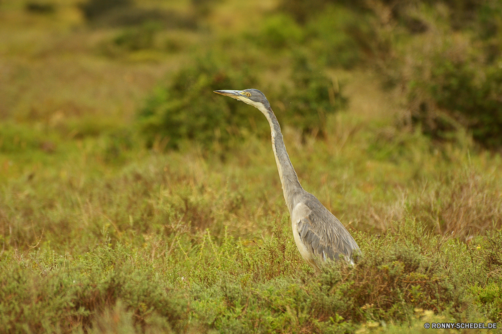 Addo Elephant National Park Rohrdommel Reiher Schreitvogel Vogel aquatische Vogel Wildtiere Wild Schnabel Vögel Wasser Federn Feder Auge Tiere Flügel im freien Hals groß See Tierwelt Flügel Kopf stehende Gras Wildnis Park Baum lange Fluss im freien Vogelgrippe Zoo Rechnung natürliche Erhaltung Porträt Himmel Gefieder Teich Angeln Landschaft groß Süden schwarz Meer Strand waten Sumpf Reisen Flug Ruhe Reiher nationalen Umgebung Storch Feuchtgebiet Braun fliegen Ozean Blaureiher Strauß Geflügel Sand Leben Augen Safari Essen eine fliegen Schließen friedliche grau bittern heron wading bird bird aquatic bird wildlife wild beak birds water feathers feather eye animals wings outdoors neck great lake fauna wing head standing grass wilderness park tree long river outdoor avian zoo bill natural conservation portrait sky plumage pond fishing landscape tall south black sea beach wading swamp travel flight calm egret national environment stork wetland brown flying ocean little blue heron ostrich fowl sand life eyes safari eating one fly close peaceful gray