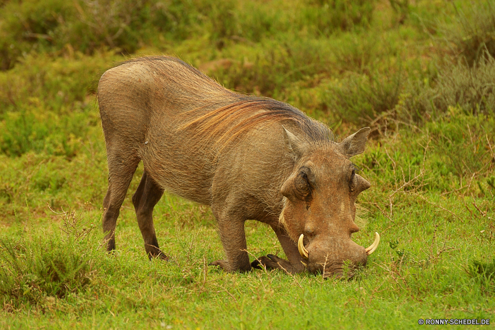 Addo Elephant National Park Warzenschwein Schweinepest Huftier Säugetier Wildtiere Wild Schwein Safari Bauernhof Gras Schweinefleisch Schweinchen Park Tiere Ferkel reservieren Schnauze inländische gefährliche Pflanzenfresser gefährdet Fleisch Wildschwein Landwirtschaft niedlich schmutzig Erhaltung Wildnis Süden Schwein Braun Vieh Ohren Landbau natürliche nationalen im freien Nashorn Schlamm Rosa Entwicklung des ländlichen Schweine Wiese Spiel Fett Essen Nashorn Elefant Horn Familie Busch Pelz Feld Sau Savanne im freien fünf Essen Zoo Schwanz Kopf lustig Umgebung Beweidung Körper Haare Geruch Tierwelt Nase Männchen Reisen Haustier Gefahr wenig Wald Ranch Fleischfresser Säugetiere leistungsstarke Weide Baby Gruppe Leben Land warthog swine ungulate mammal wildlife wild pig safari farm grass pork piggy park animals piglet reserve snout domestic dangerous herbivore endangered meat boar agriculture cute dirty conservation wilderness south hog brown livestock ears farming natural national outdoor rhino mud pink rural pigs meadow game fat eating rhinoceros elephant horn family bush fur field sow savanna outdoors five food zoo tail head funny environment grazing body hair smell fauna nose male travel pet danger little forest ranch carnivore mammals powerful pasture baby group life country