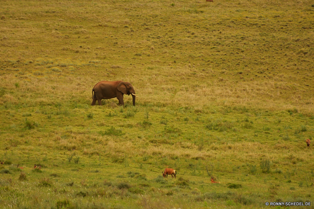 Addo Elephant National Park Warzenschwein Schweinepest Bison Huftier Weide Säugetier Gras Beweidung Pferde Wild Feld Pferd Entwicklung des ländlichen Bauernhof Kuh Wiederkäuer Landschaft Wiese Tiere Wildtiere Ranch Braun Herde Safari Landschaft Park Land Stier Rinder Kalb Vieh nationalen Landwirtschaft Weiden im freien Wildnis Stute Hengst im freien Sommer Himmel Pferde Mähne natürliche Reisen Plazenta inländische Szenerie Herbst Landbau Land Pony Baum Berg Bäume reservieren Familie Ackerland Gruppe Wald Stärke zwei Wolken Berge Essen Haustier schwarz Zaun Busch außerhalb Rindfleisch Erhaltung Elefant friedliche Umgebung Rindern Kühe Frühling Junge Säugetier Grünland Szene Schwanz Wirbeltiere Bereich Kopf trocken fallen warthog swine bison ungulate pasture mammal grass grazing horses wild field horse rural farm cow ruminant landscape meadow animals wildlife ranch brown herd safari countryside park country bull cattle calf livestock national agriculture graze outdoors wilderness mare stallion outdoor summer sky equine mane natural travel placental domestic scenery autumn farming land pony tree mountain trees reserve family farmland group forest strength two clouds mountains eating pet black fence bush outside beef conservation elephant peaceful environment bovine cows spring young mammal grassland scene tail vertebrate area head dry fall