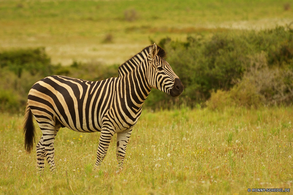 Addo Elephant National Park Zebra Pferde Huftier Wildtiere Safari Säugetier Wild Streifen gestreift schwarz Pferd reservieren Park Gras Streifen Zoo Zebras nationalen Tiere Spiel Muster Pflanzenfresser Süden Wildnis Erhaltung Mähne Kopf Savanne Grünland Säugetiere Pelz Ebenen Tierwelt stehende Herde exotische Busch im freien im freien Auge Reisen Beweidung Linien Tarnung auf der Suche Abenteuer closeup Gesicht Porträt Arten gefährdet Pferde Reiner Schwanz Tropischer Nationalpark Sommer Nase Umgebung Haare Wirbeltiere Tiger zebra equine ungulate wildlife safari mammal wild stripes striped black horse reserve park grass stripe zoo zebras national animals game pattern herbivore south wilderness conservation mane head savanna grassland mammals fur plains fauna standing herd exotic bush outdoor outdoors eye travel grazing lines camouflage looking adventure closeup face portrait species endangered horses plain tail tropical national park summer nose environment hair vertebrate tiger