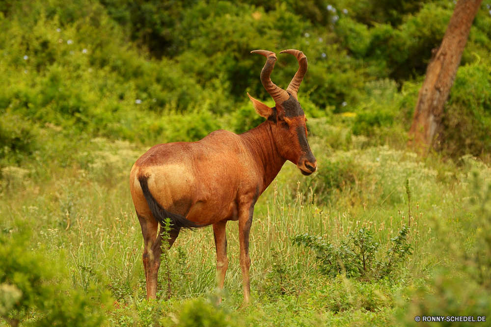 Addo Elephant National Park Antilope Wildtiere Buck Wiederkäuer Hirsch Wild Geweihe Park Hörner Männchen Gras Plazenta Wildnis Safari nationalen Säugetier Hirsch Pflanzenfresser Stier Braun Spiel Elch Horn Jagd Wald Erhaltung Geweih Wirbeltiere Bäume Feld Pelz Tiere samt Warnung Ohren im freien stehende Gehörnte im freien Dreibinden Tierwelt Süden Sommer Ökologie Rentier Hölzer Wiese Hoofed Huftier Savanne Beweidung südlichen Busch Porträt Kopf natürliche Schwanz Fuß Chordatiere antelope wildlife buck ruminant deer wild antlers park horns male grass placental wilderness safari national mammal stag herbivore bull brown game elk horn hunting forest conservation antler vertebrate trees field fur animals velvet alert ears outdoors standing horned outdoor whitetail fauna south summer ecology reindeer woods meadow hoofed ungulate savanna grazing southern bush portrait head natural tail walking chordate